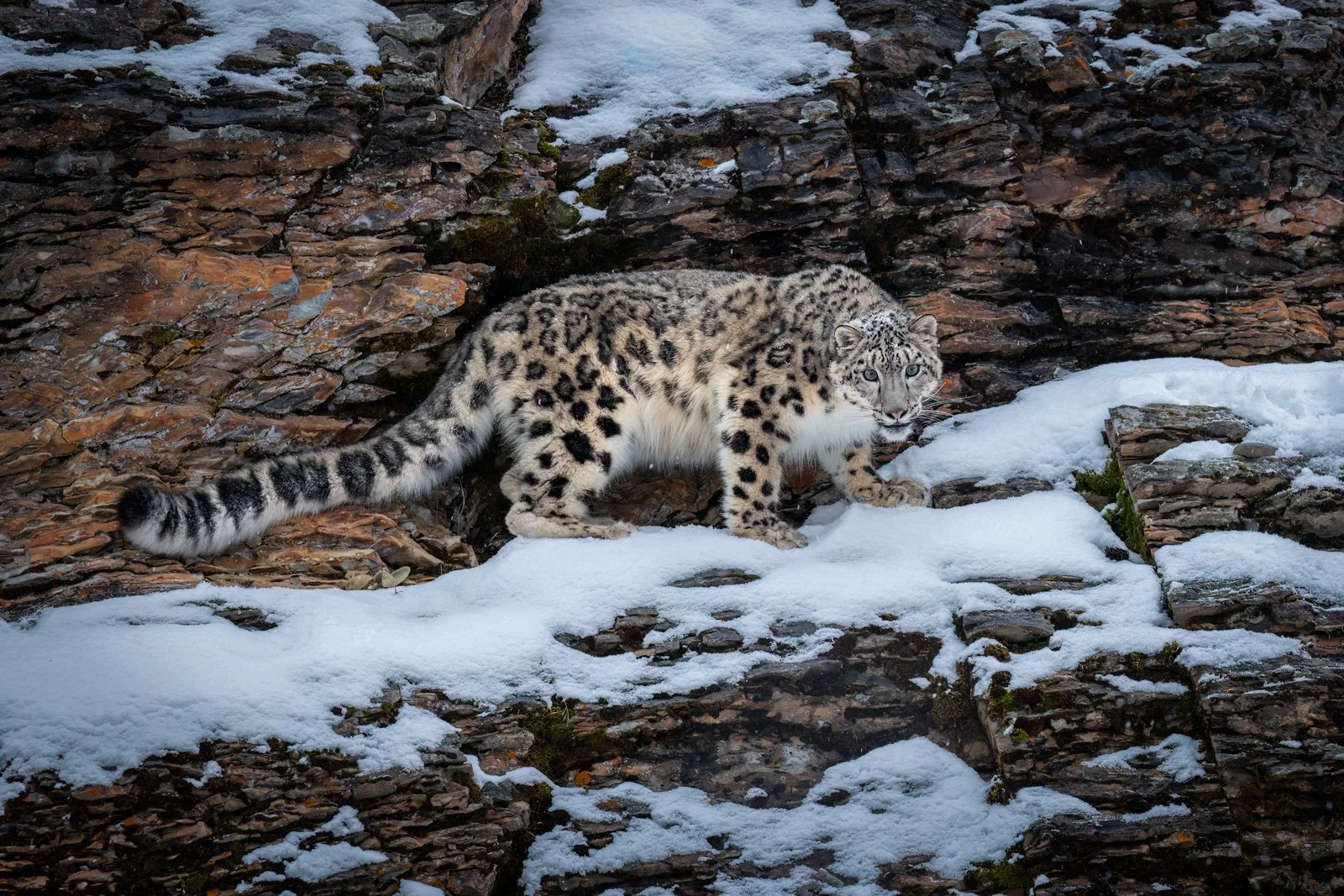 Snow-Leopard-06IG.jpg