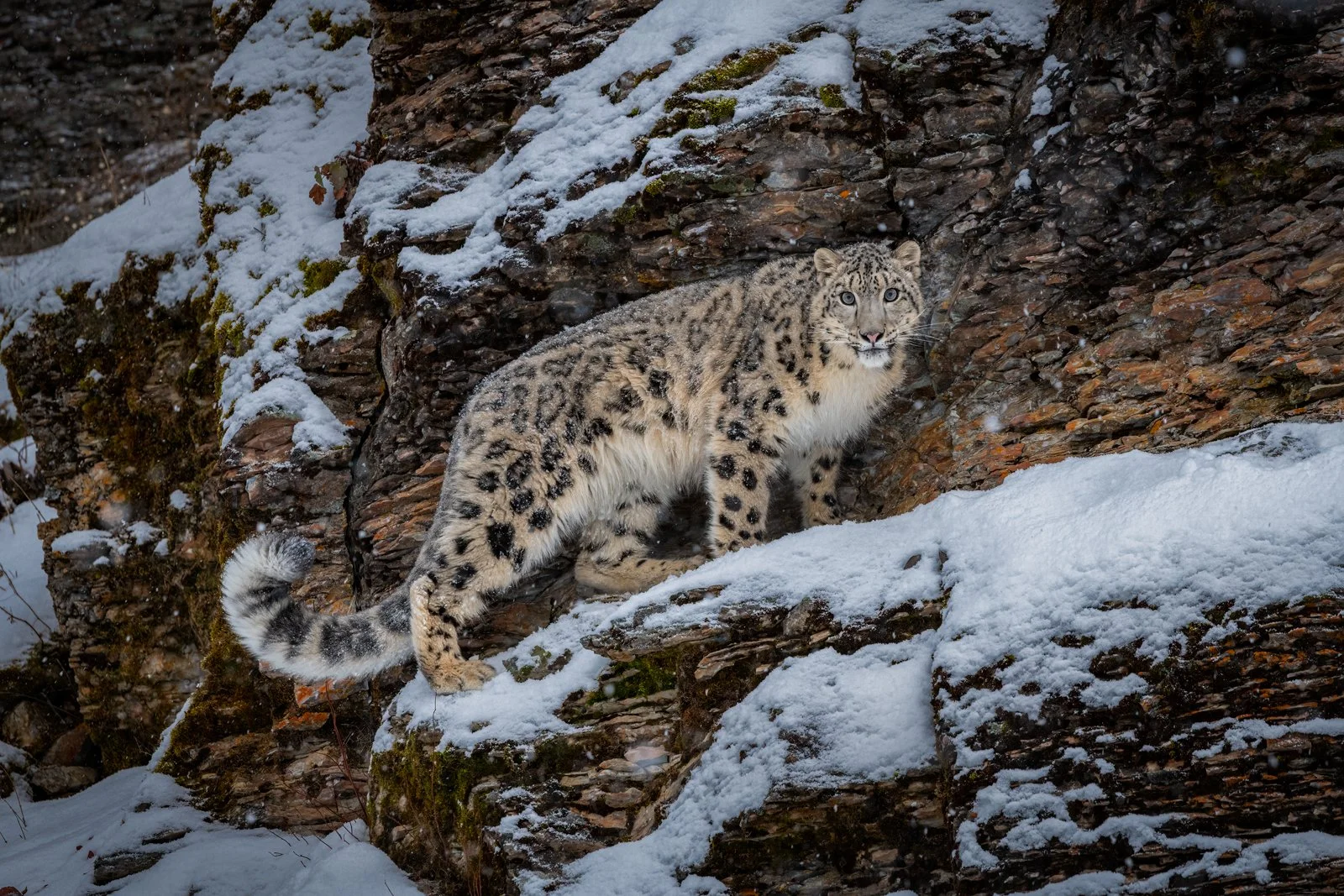 Snow-Leopard-08IG.jpg