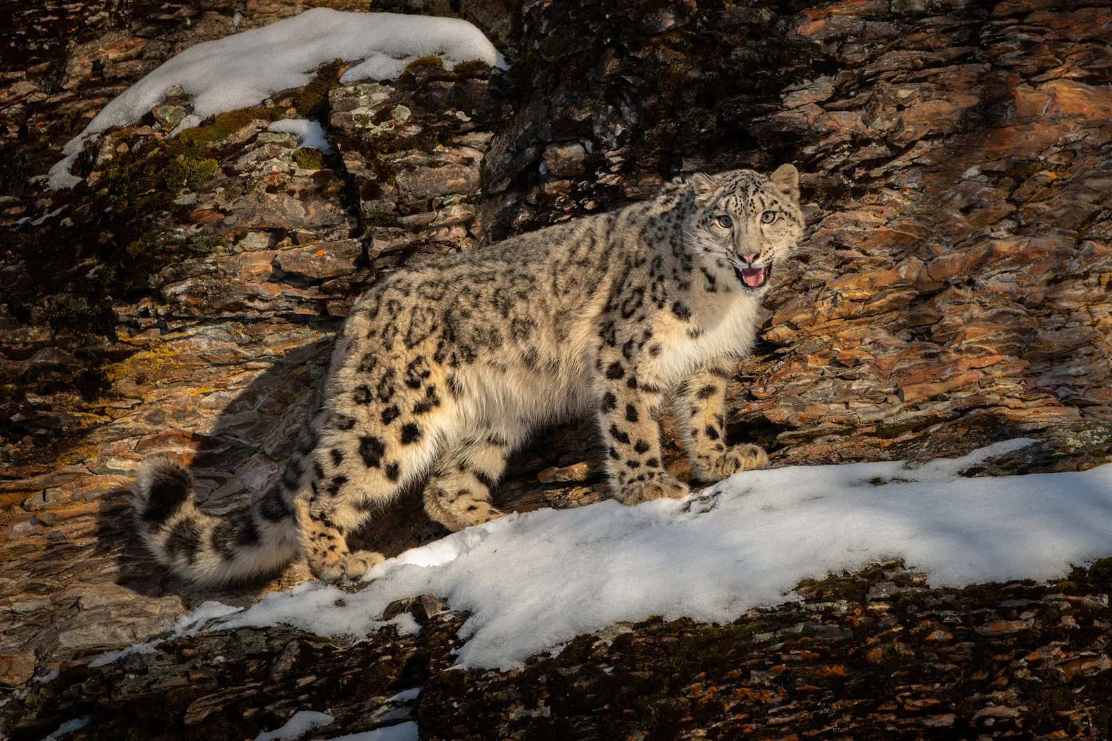 Snow-Leopard-03IG.jpg