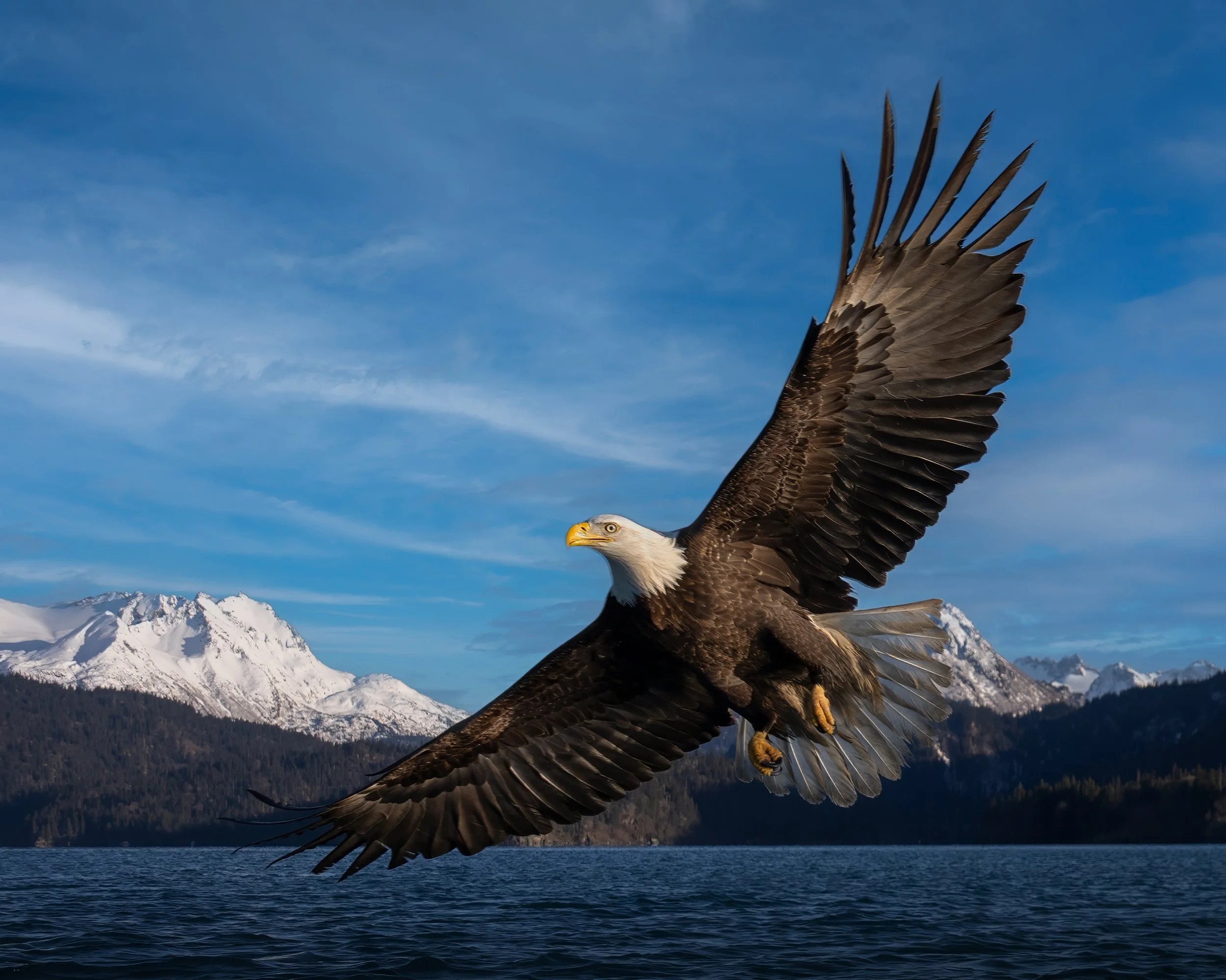 A bald eagle flying over a body of water with snowy mountains in the background under a blue sky.