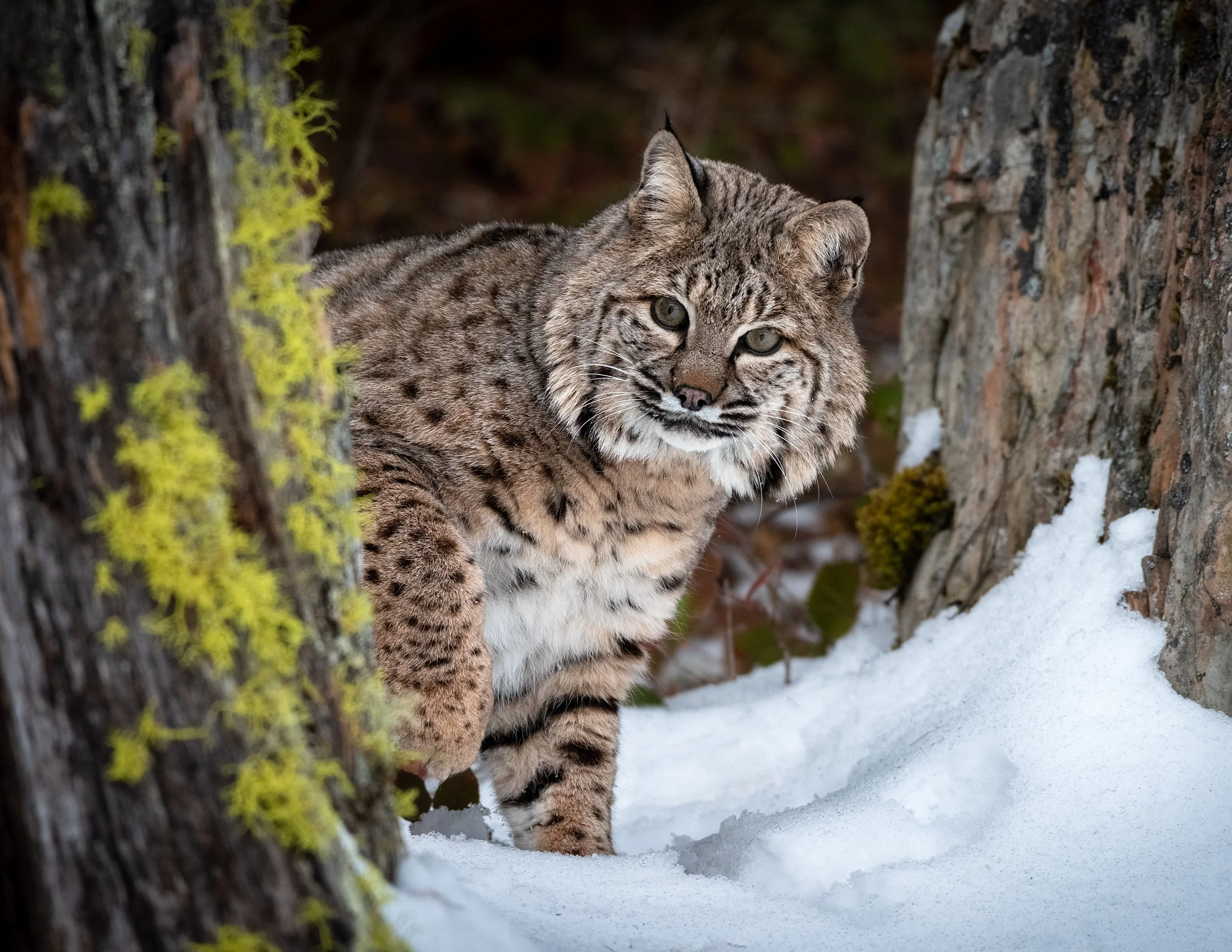 March2020-BobcatPeeking.jpg