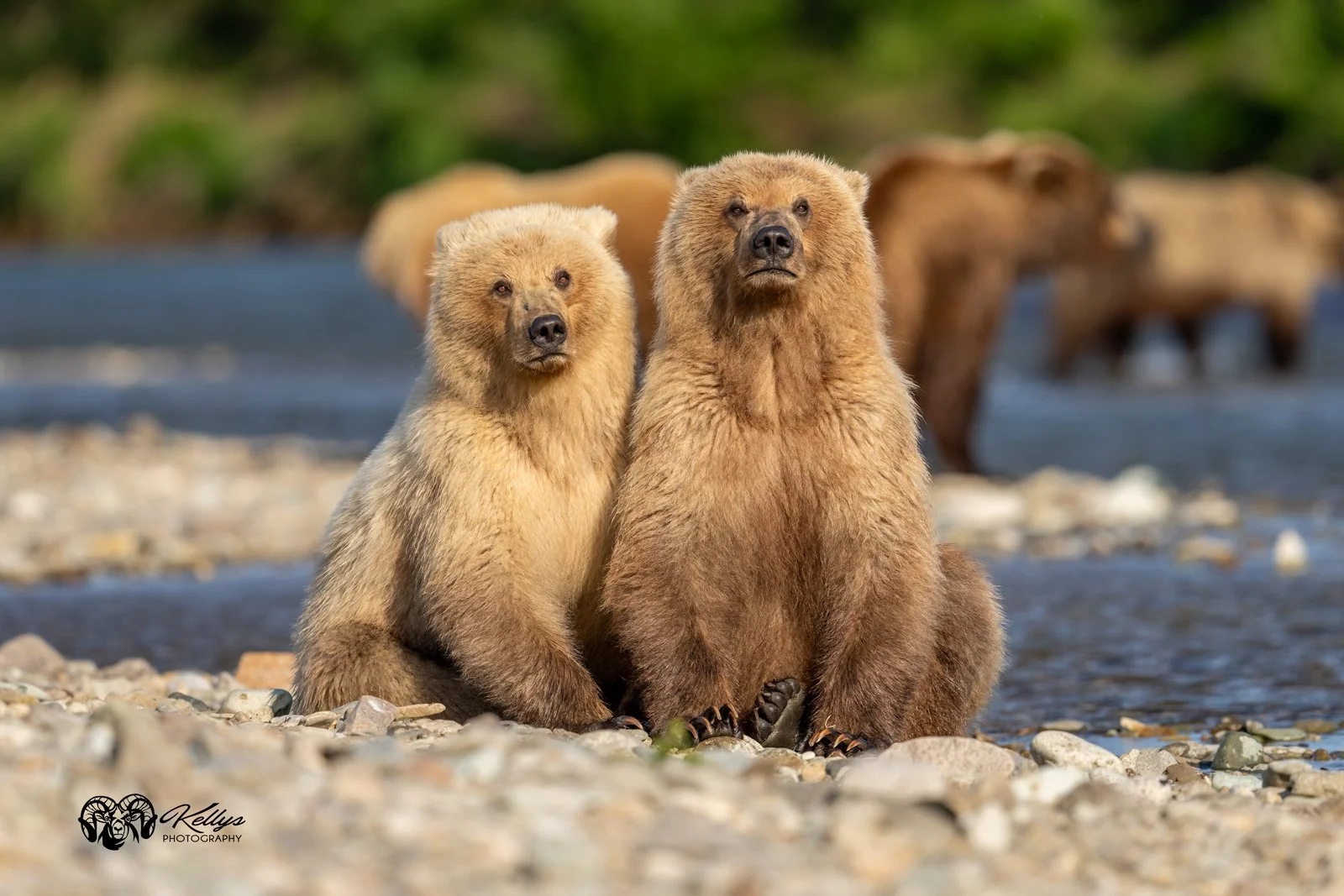 BearCubs01IG.jpg