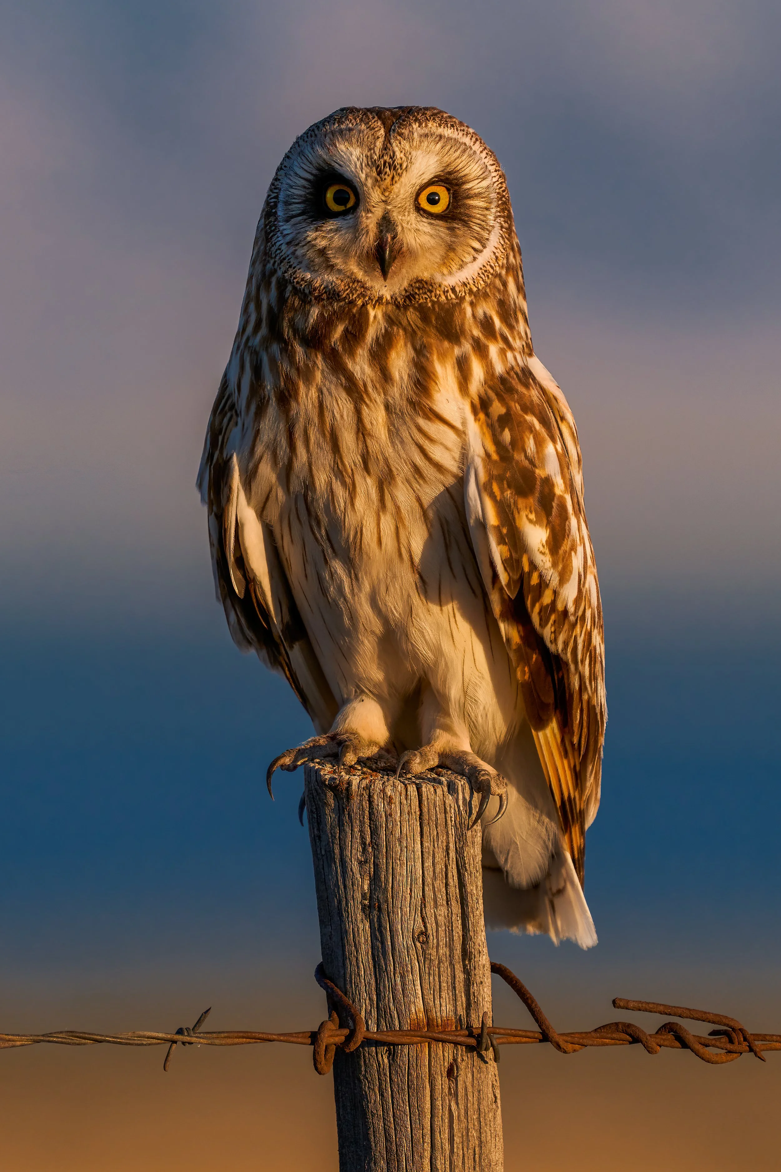 A close-up of an owl perched on a wooden post with barbed wire, against a blurred background of the sky at sunset or sunrise.
