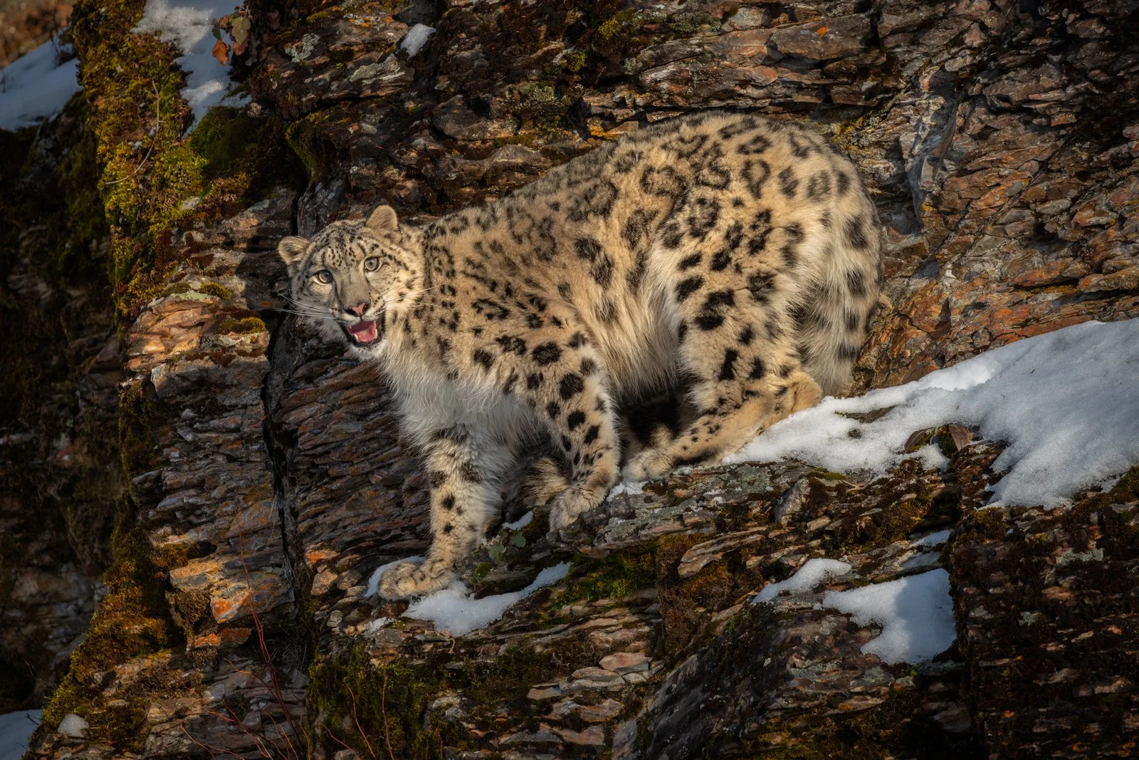 Snow-Leopard-01IG.jpg