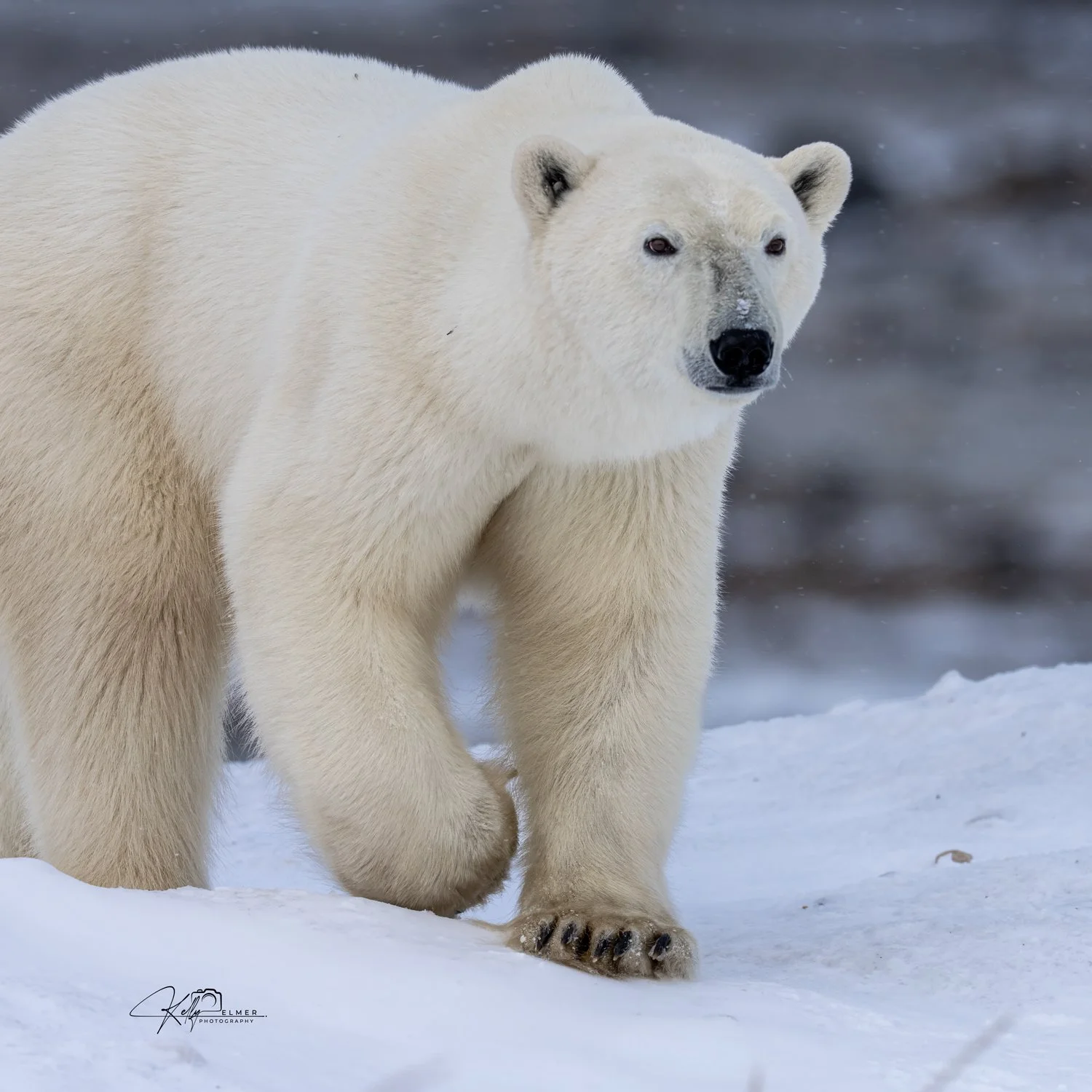PolarBear03IG.jpg