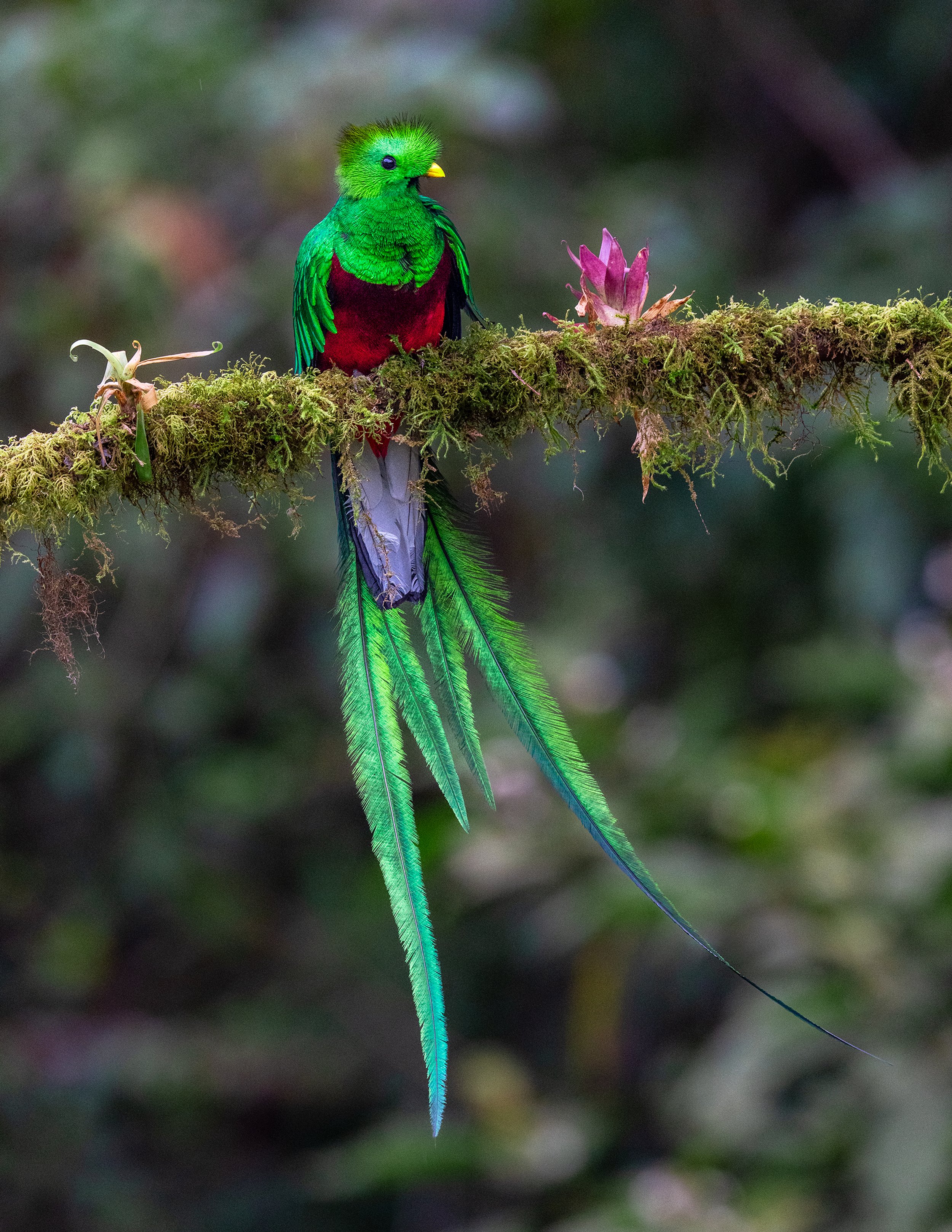 Quetzal01@2x.jpg