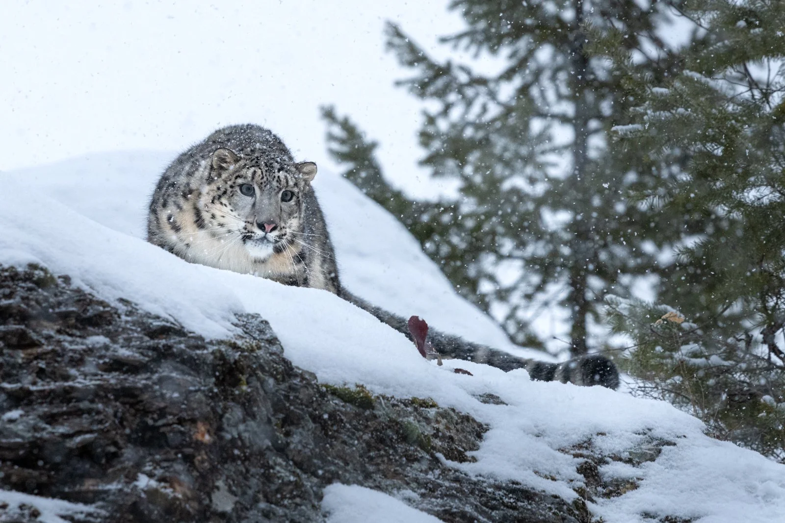 Snow-Leopard-07IG.jpg