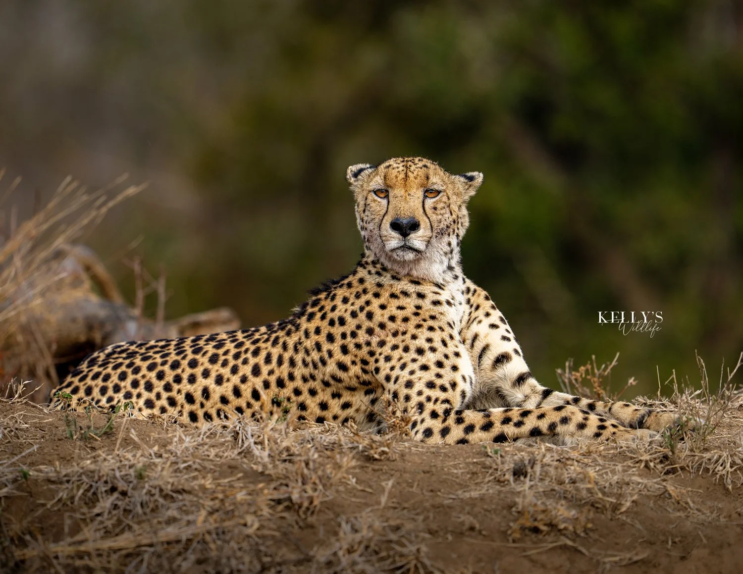 CheetahIG.jpg