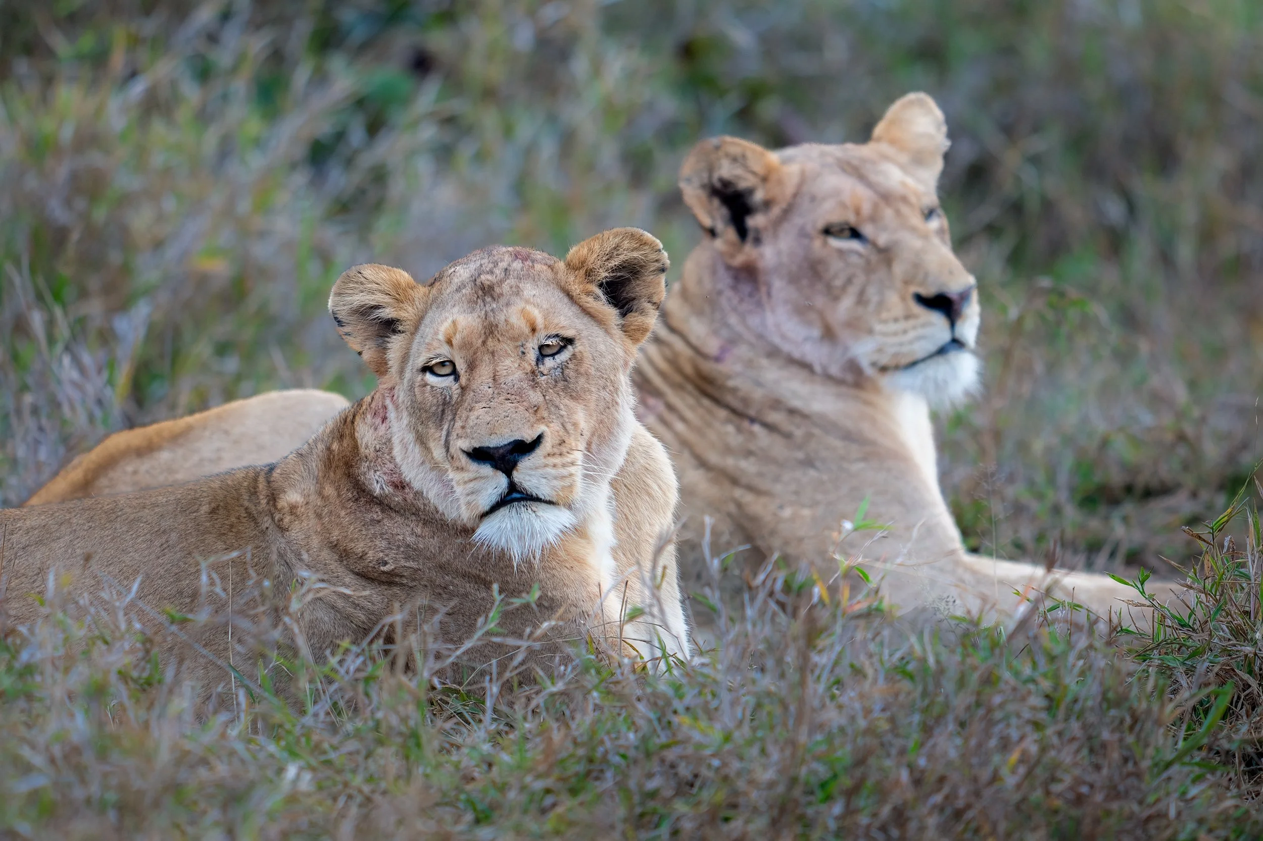 Lionesses@2x.jpg