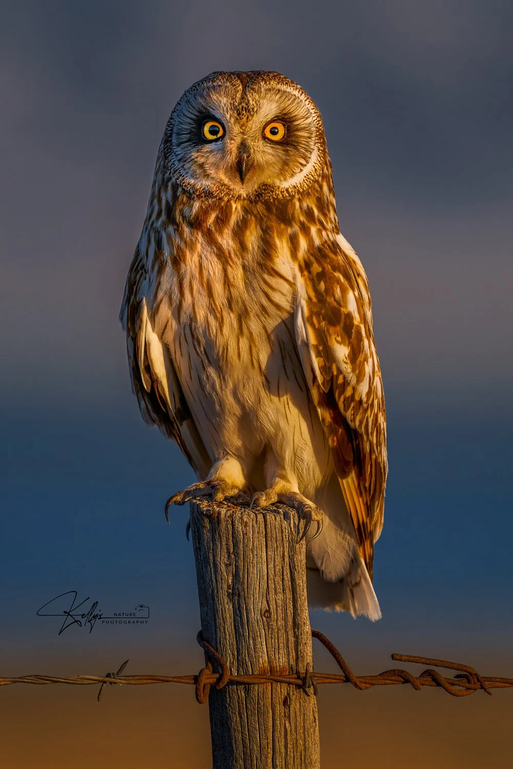 Short-Eared-Owl.jpg