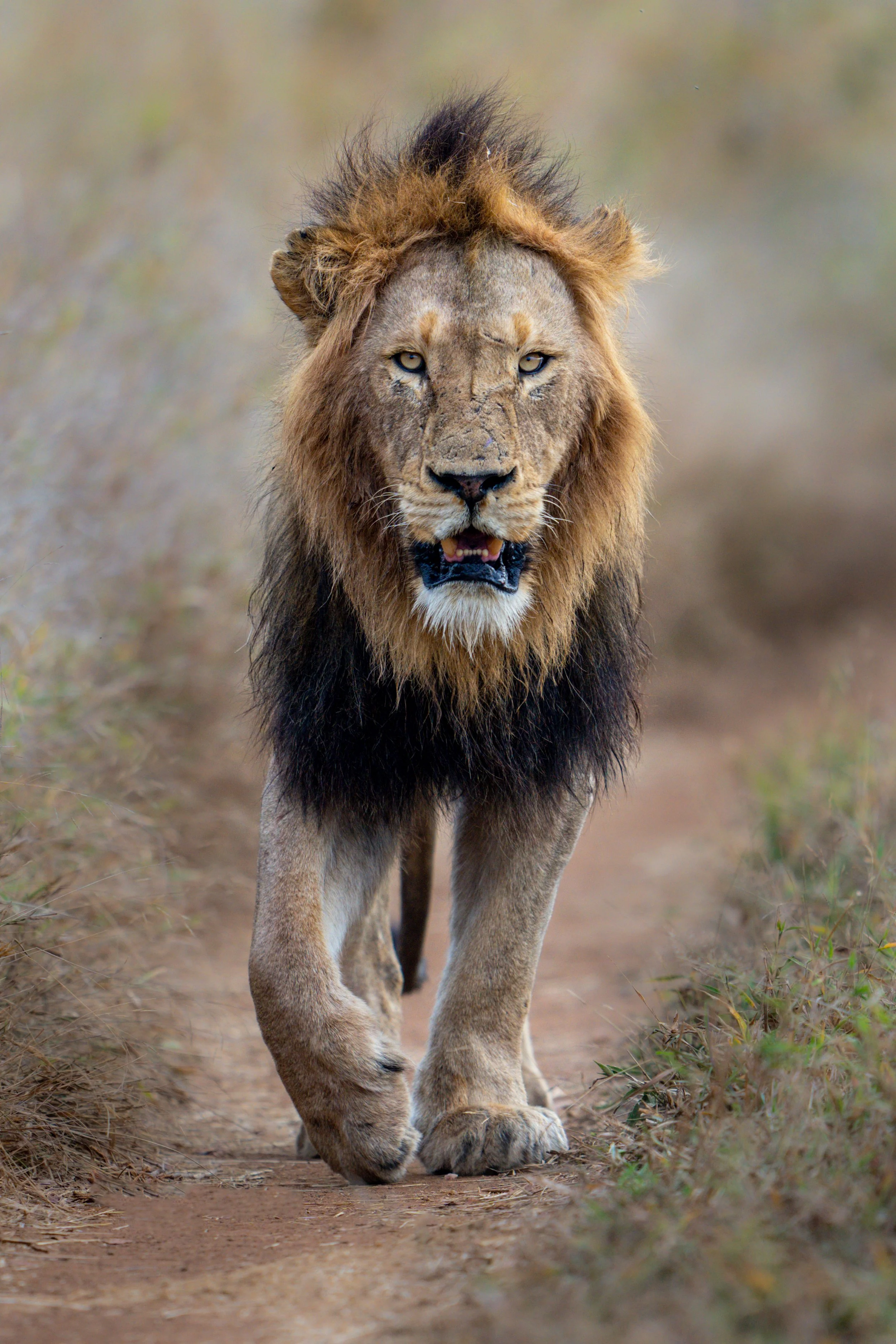Male Lion 032x@2x.jpg