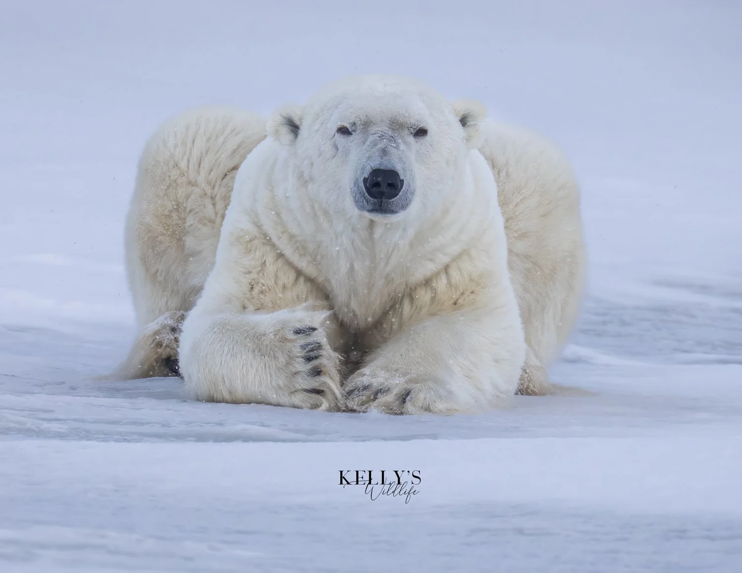 PolarBear6IG.jpg