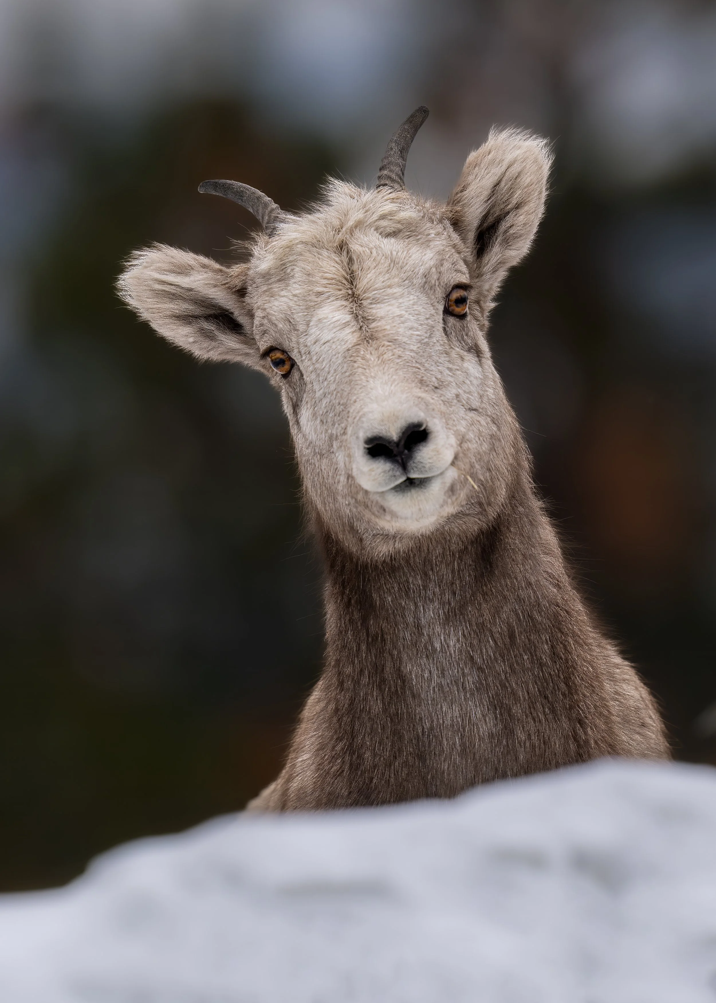 WildSheep Lamb 01@1.5x.jpg