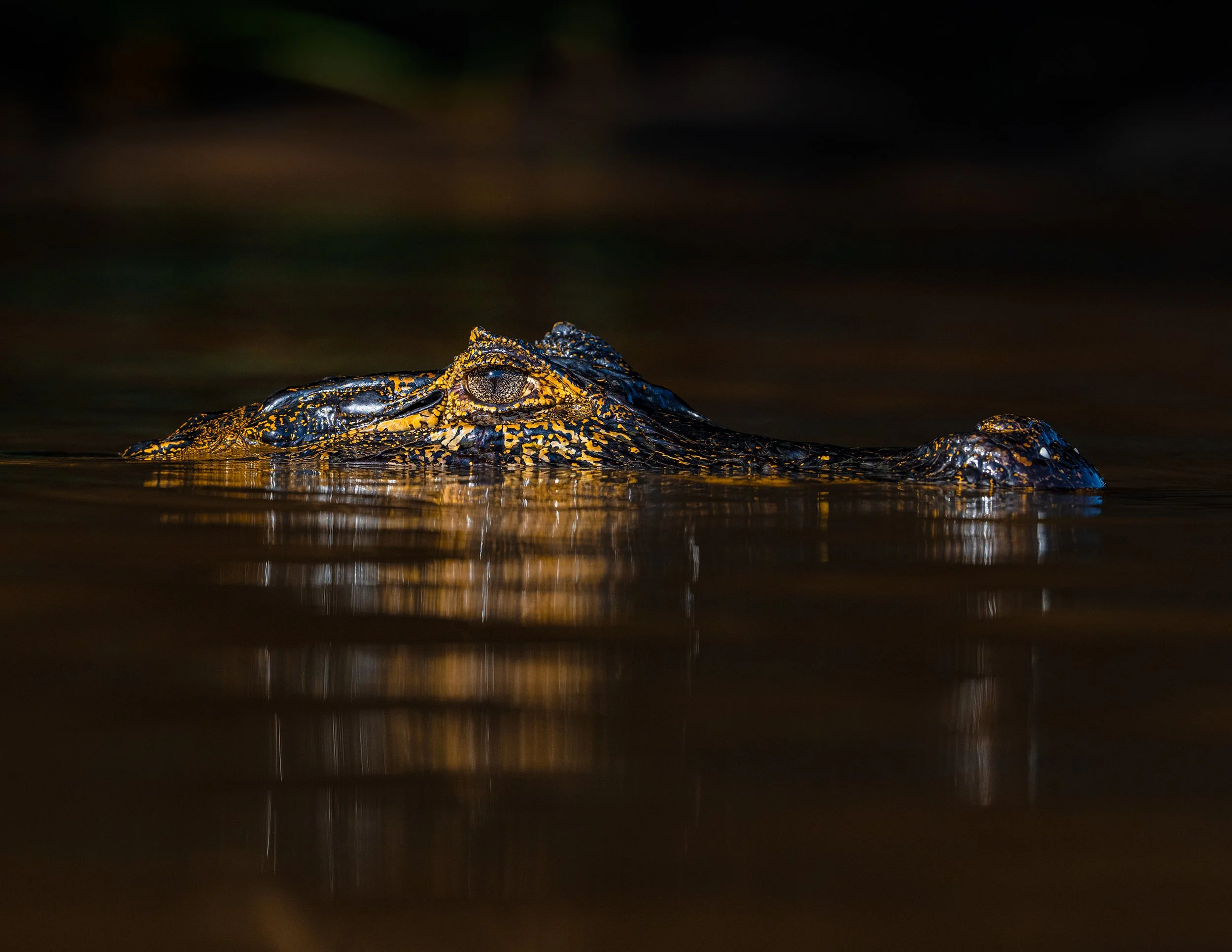 Alligator partially submerged in dark water with only eyes, nostrils, and back visible.