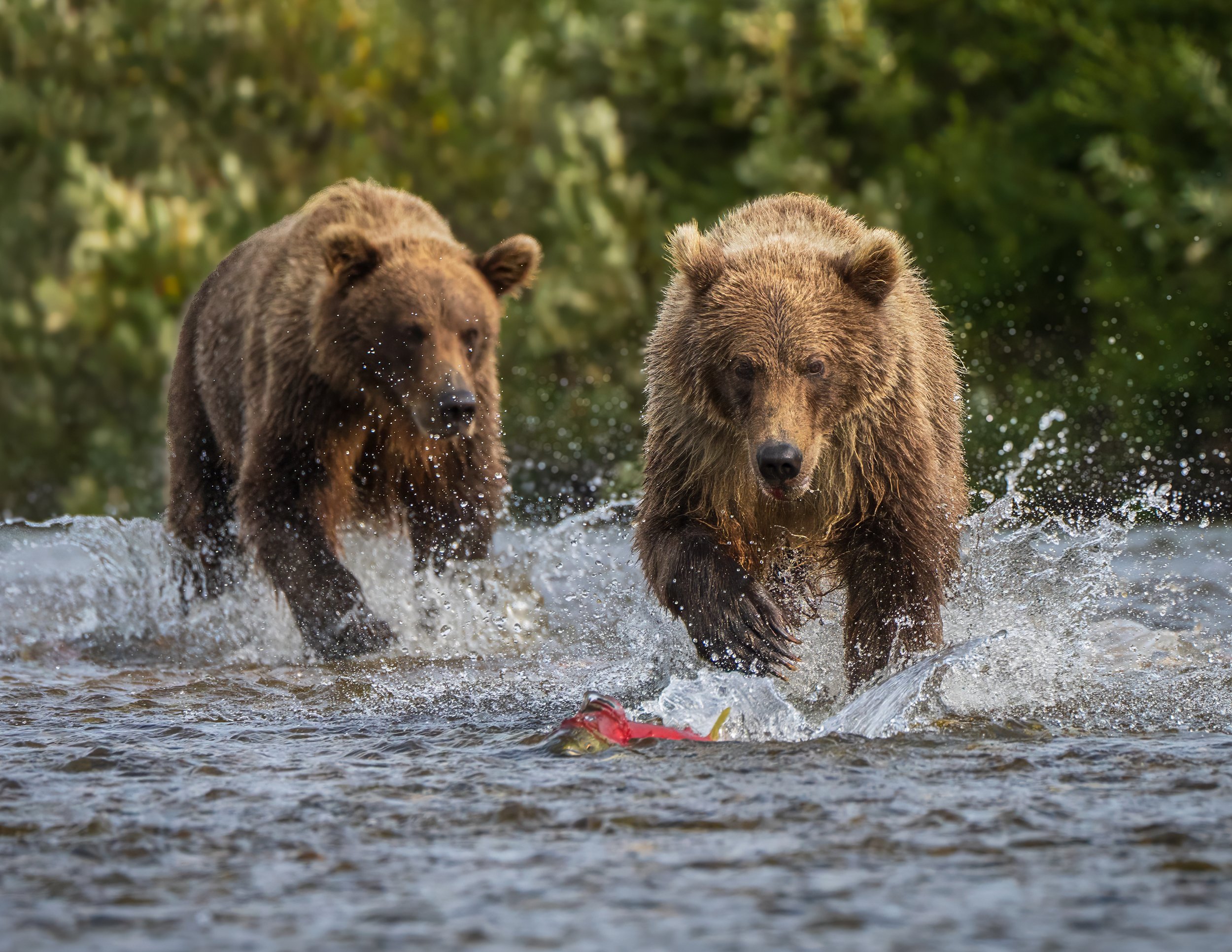 BearsFishing01@3x.jpg