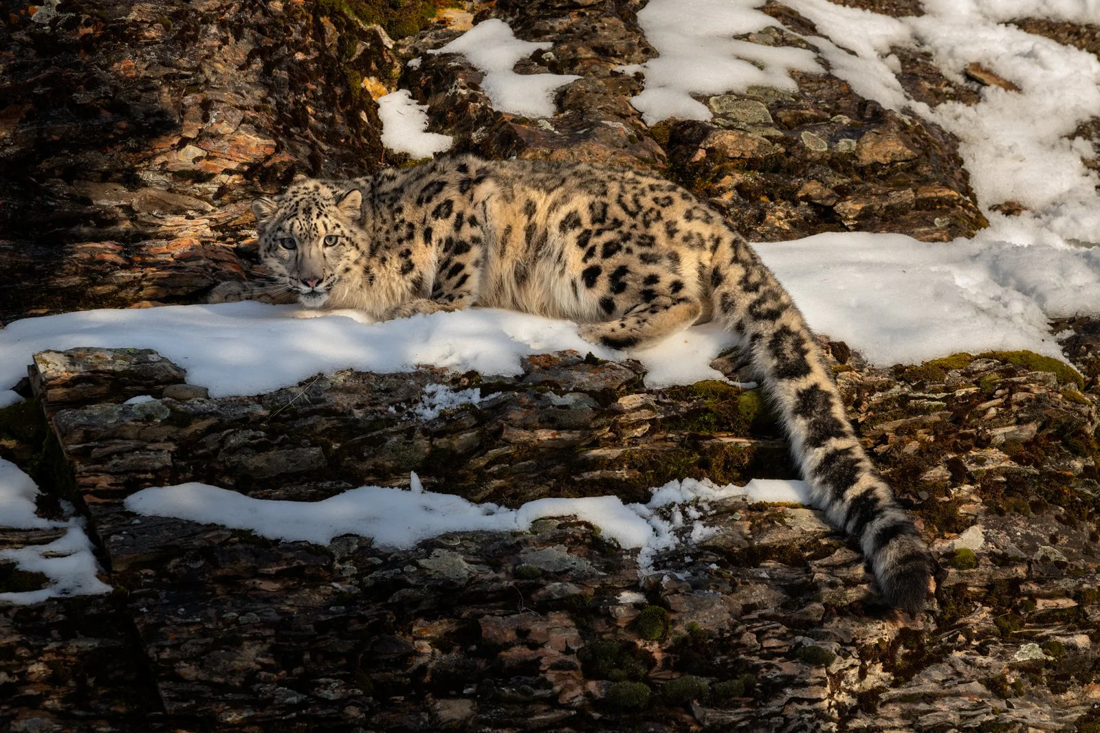 Snow-Leopard-05IG.jpg