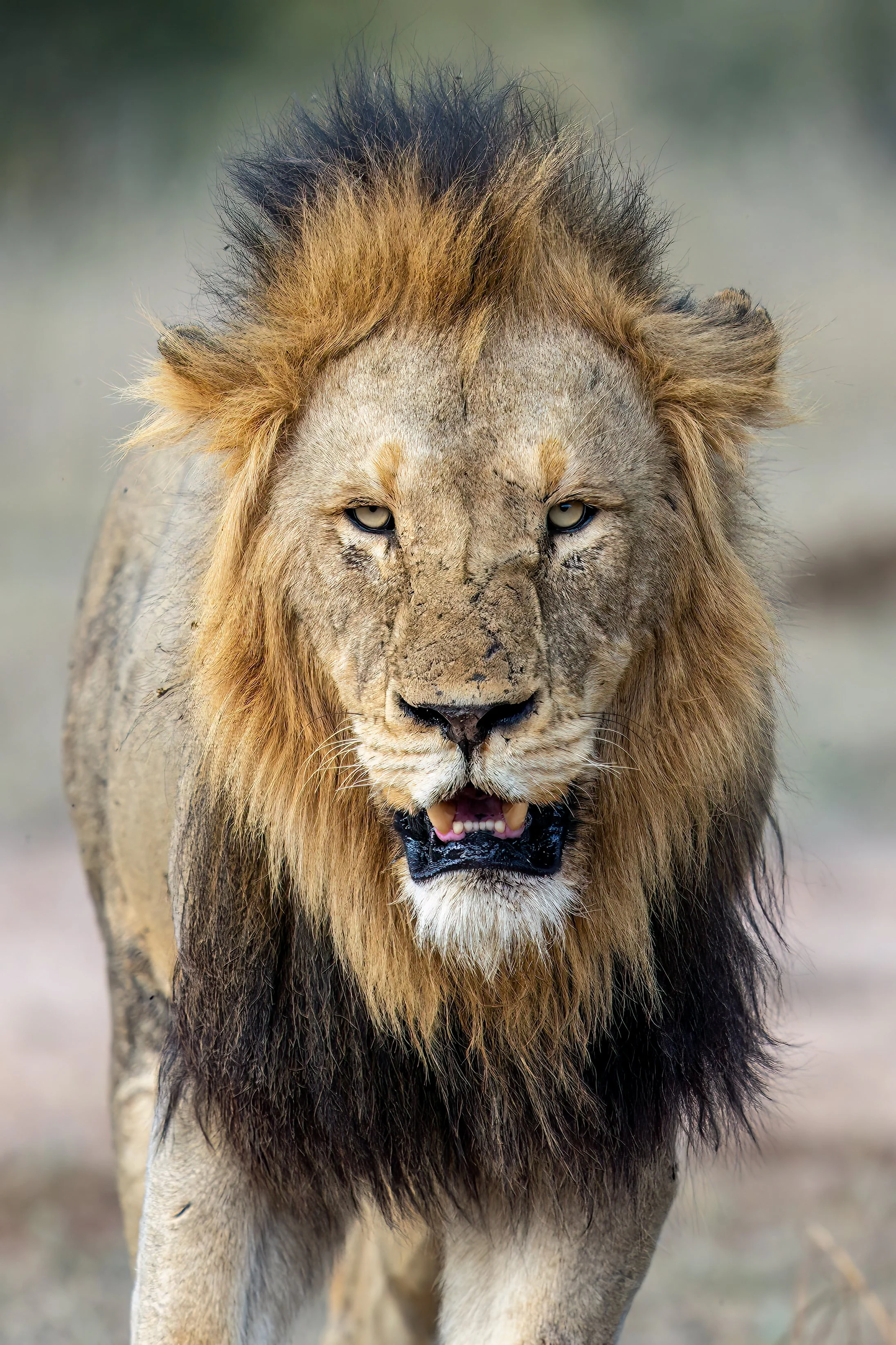 Male Lion 01.jpg