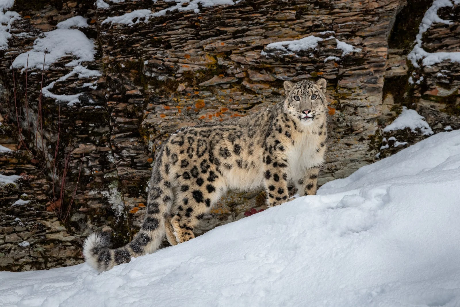 Snow-Leopard-09IG.jpg