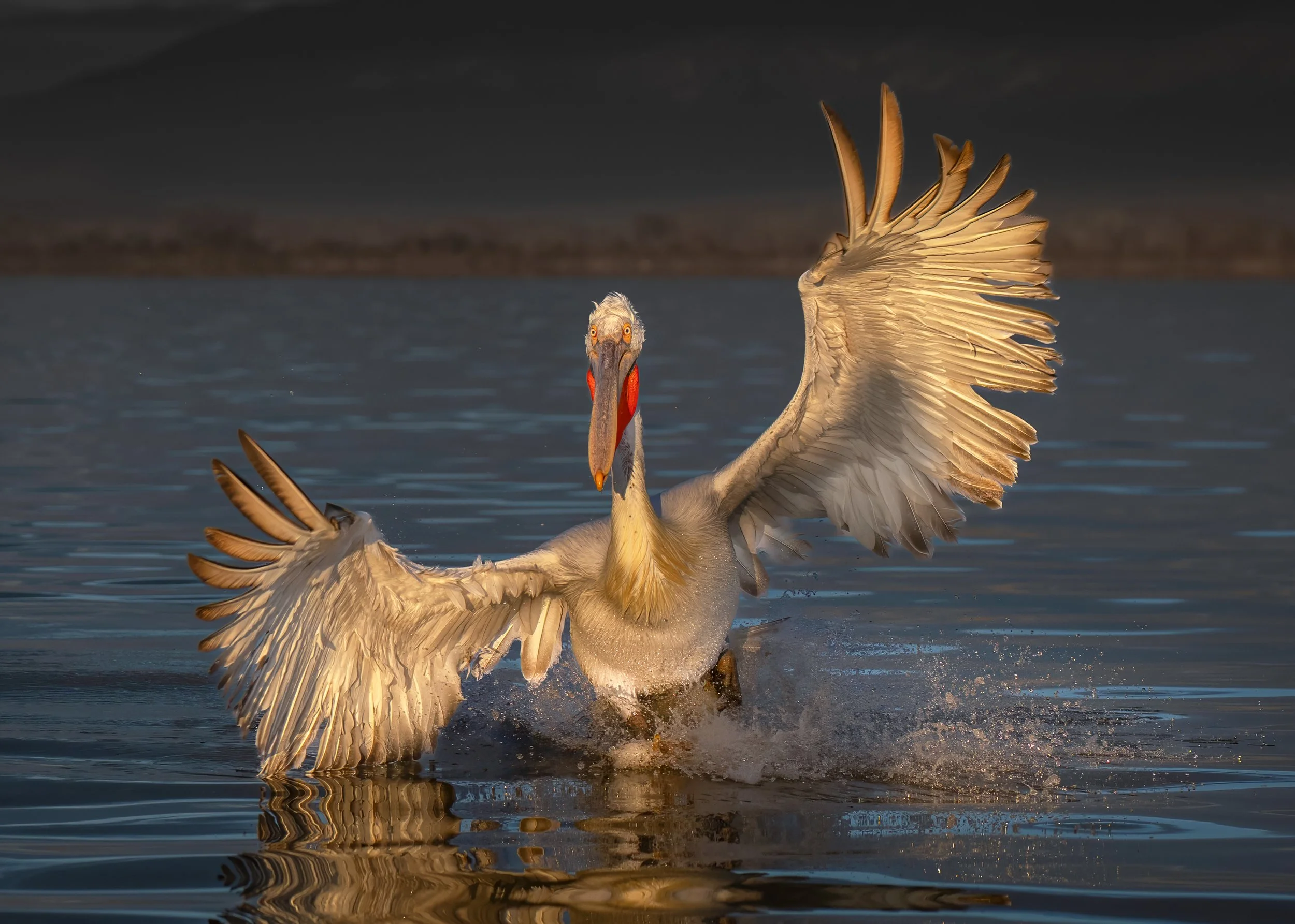 Pelican Fly Sunrise 2@2x.jpg