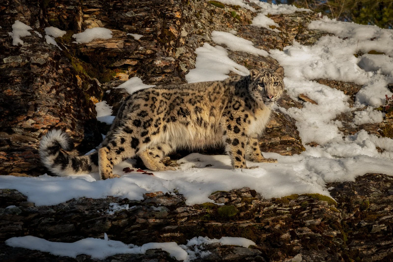 Snow-Leopard-04IG.jpg