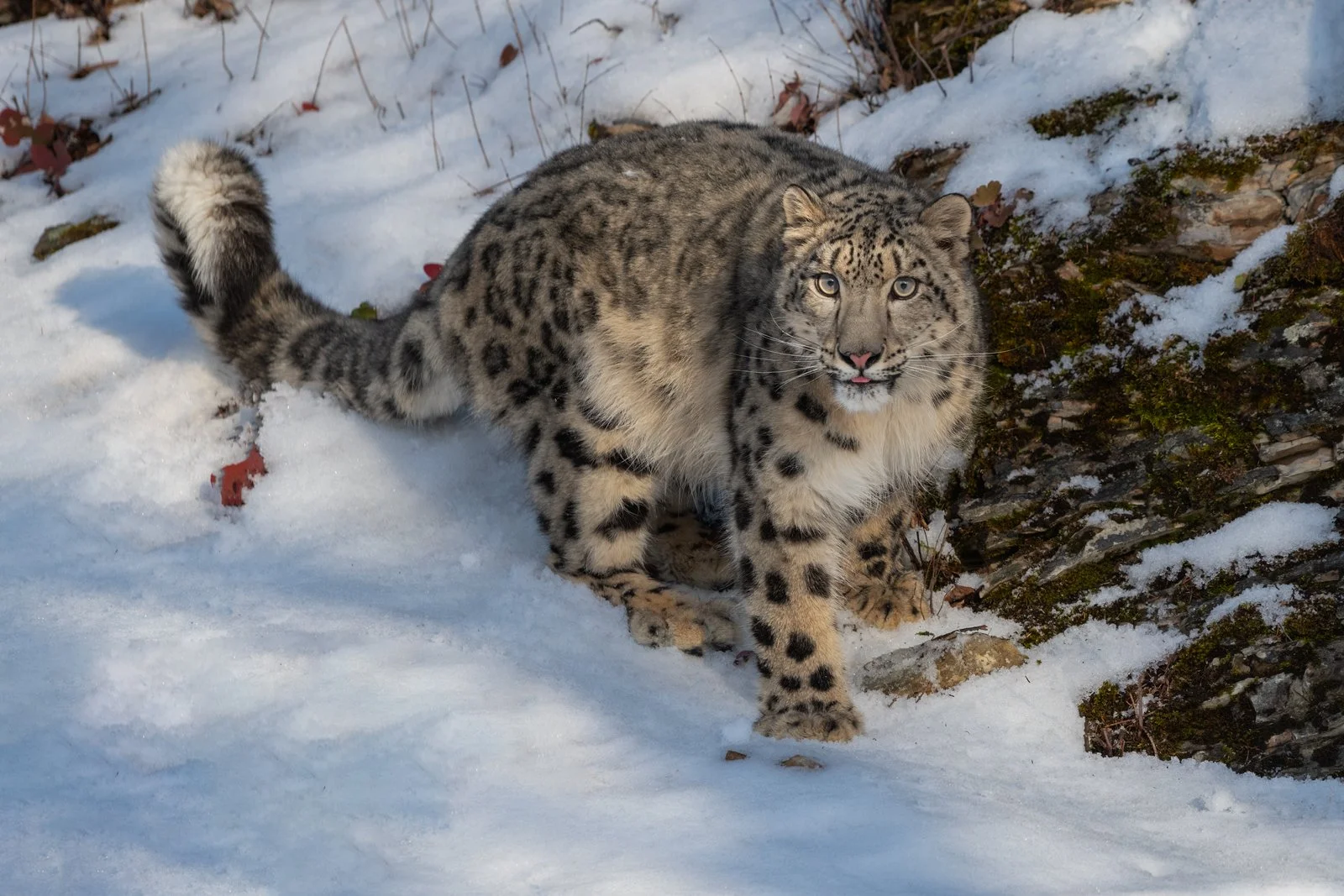 Snow-Leopard-02IG.jpg