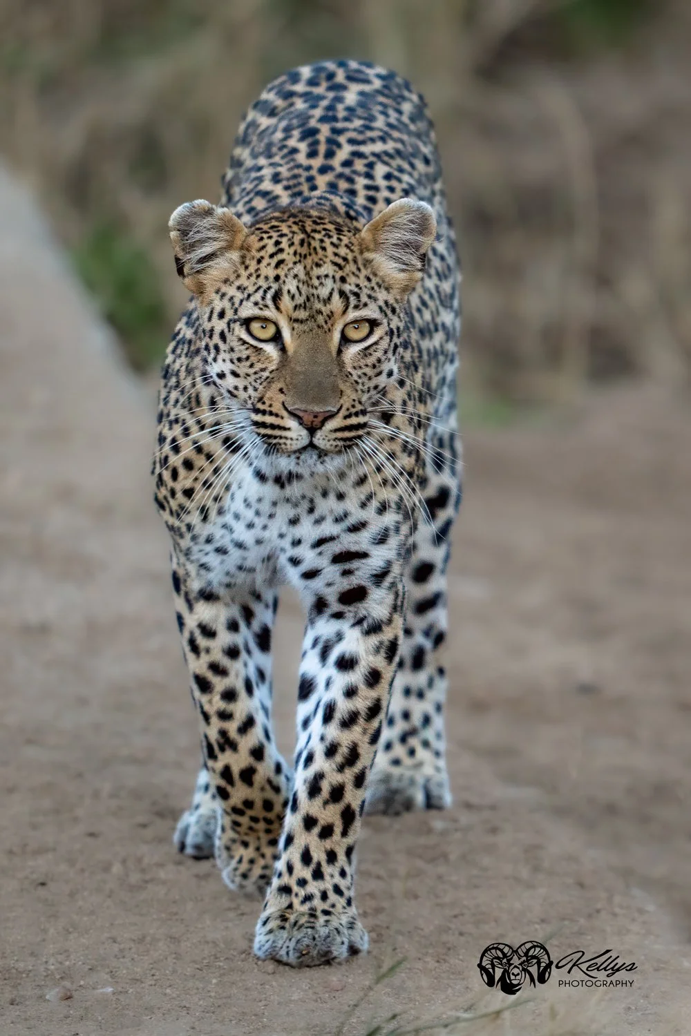LeopardWalkingIG.jpg