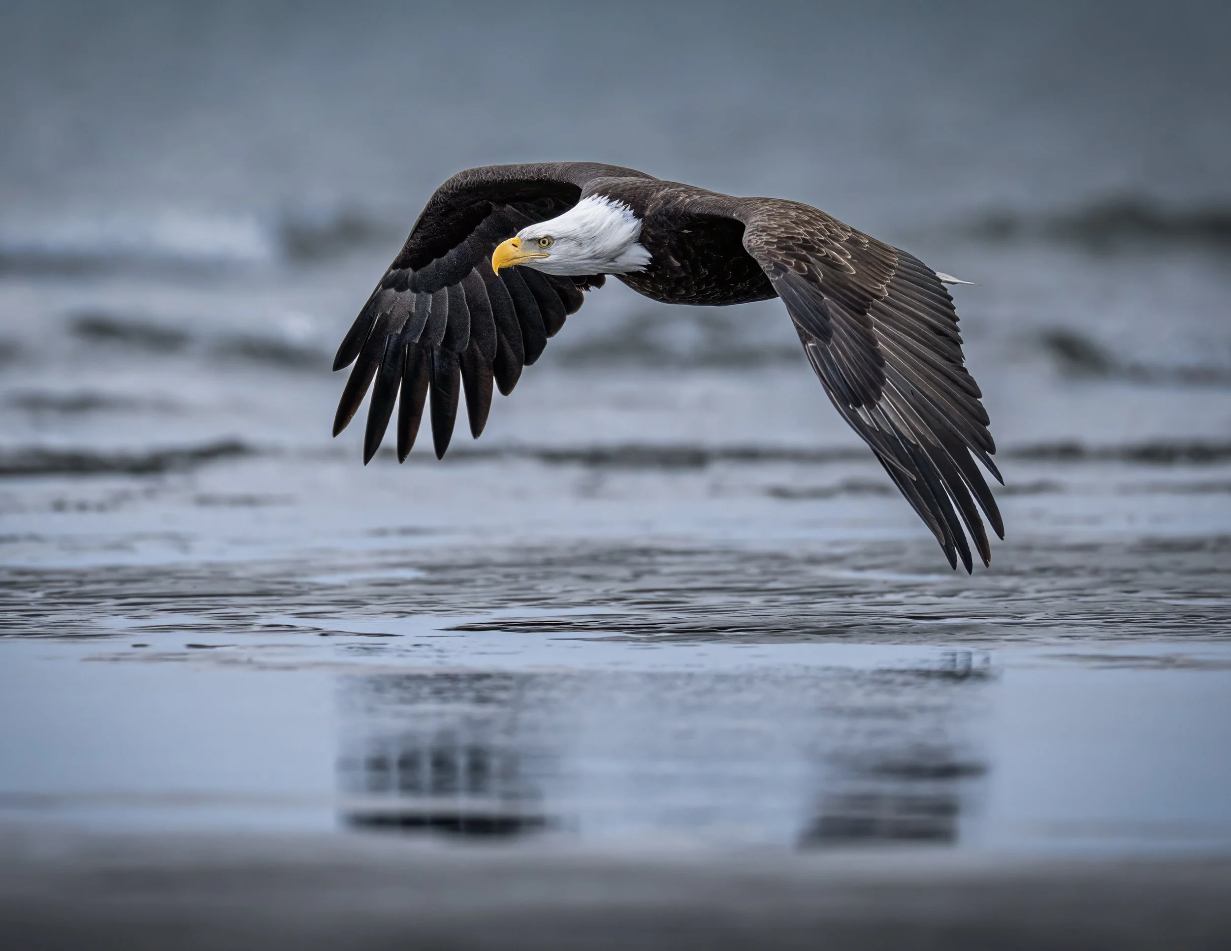 A bald eagle flying close to the water surface with outstretched wings, over a calm body of water, with a blurred background.