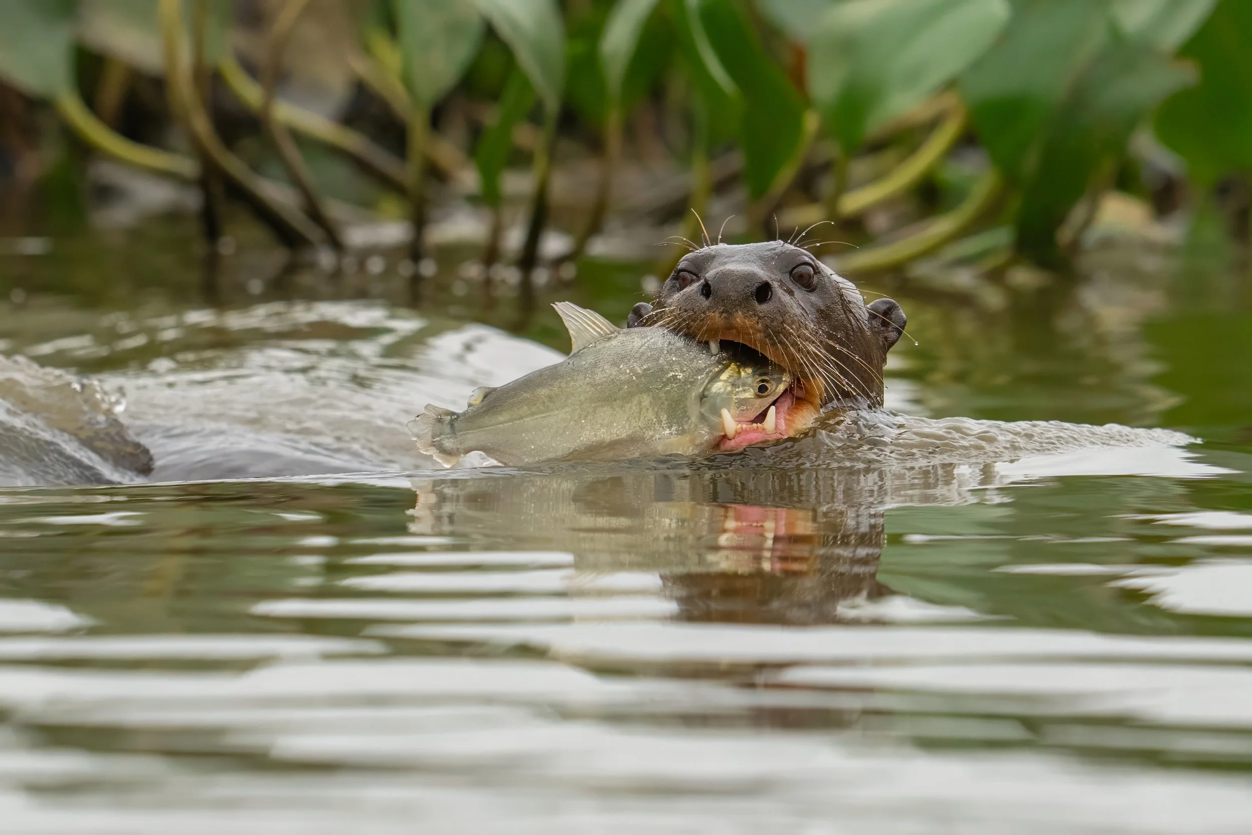 A water otter swimming in a lake holding a fish in its mouth.