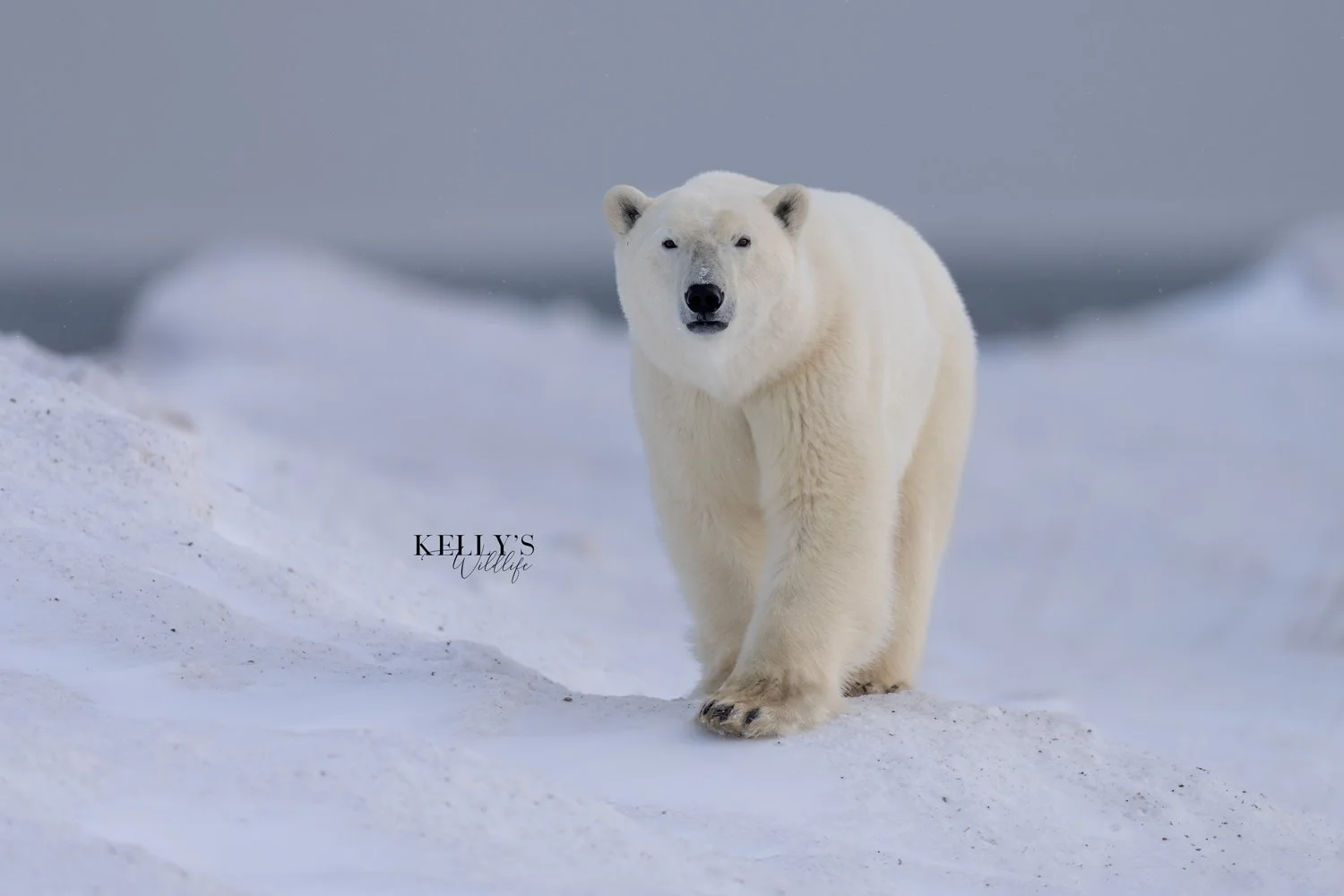PolarBear05IG.jpg