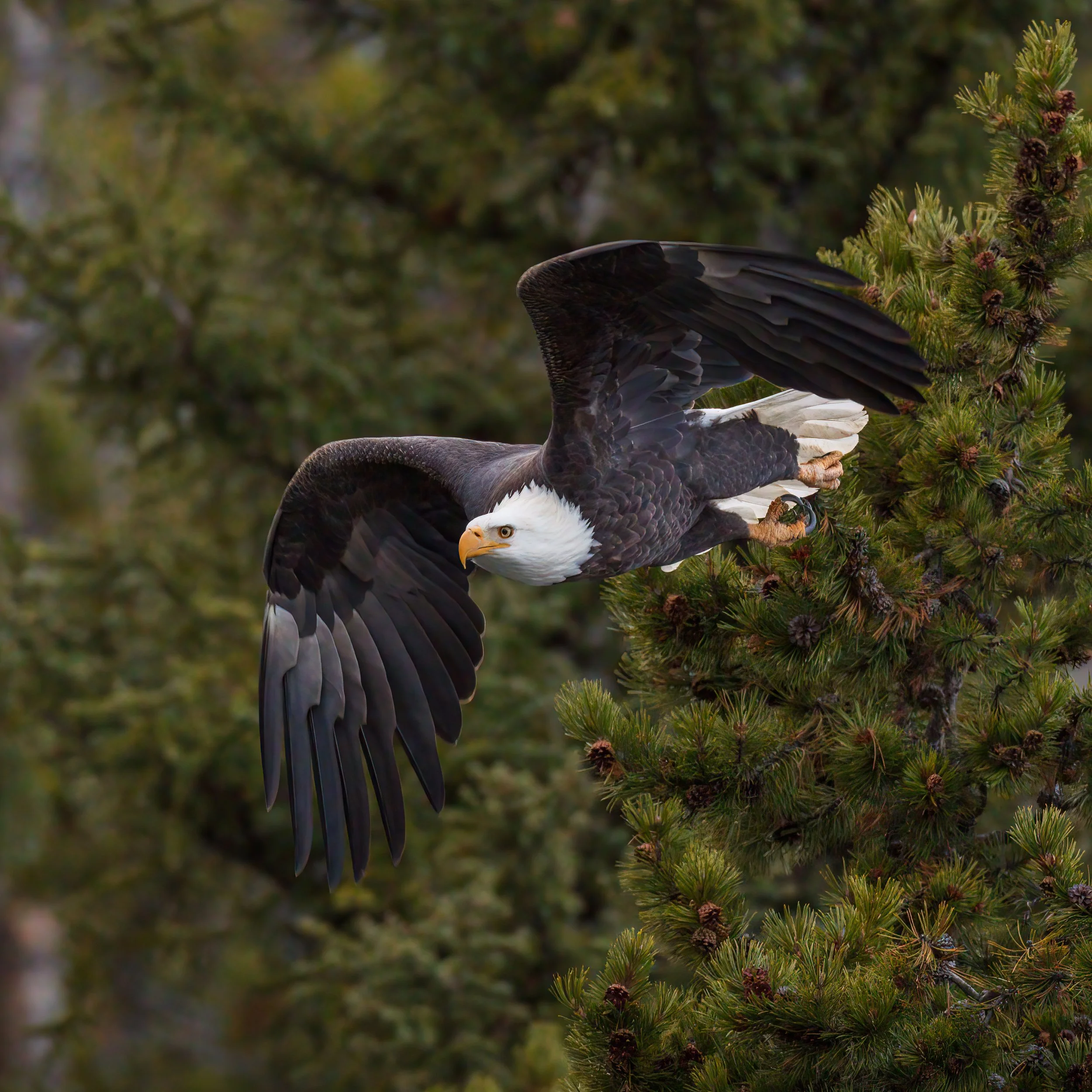 A bald eagle in flight near a pine tree, with a background of green trees.