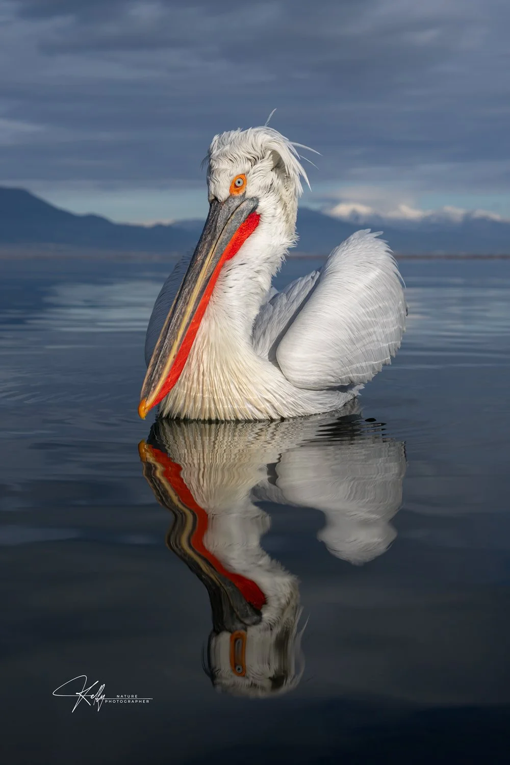 PelicanPortrait01IG.jpg