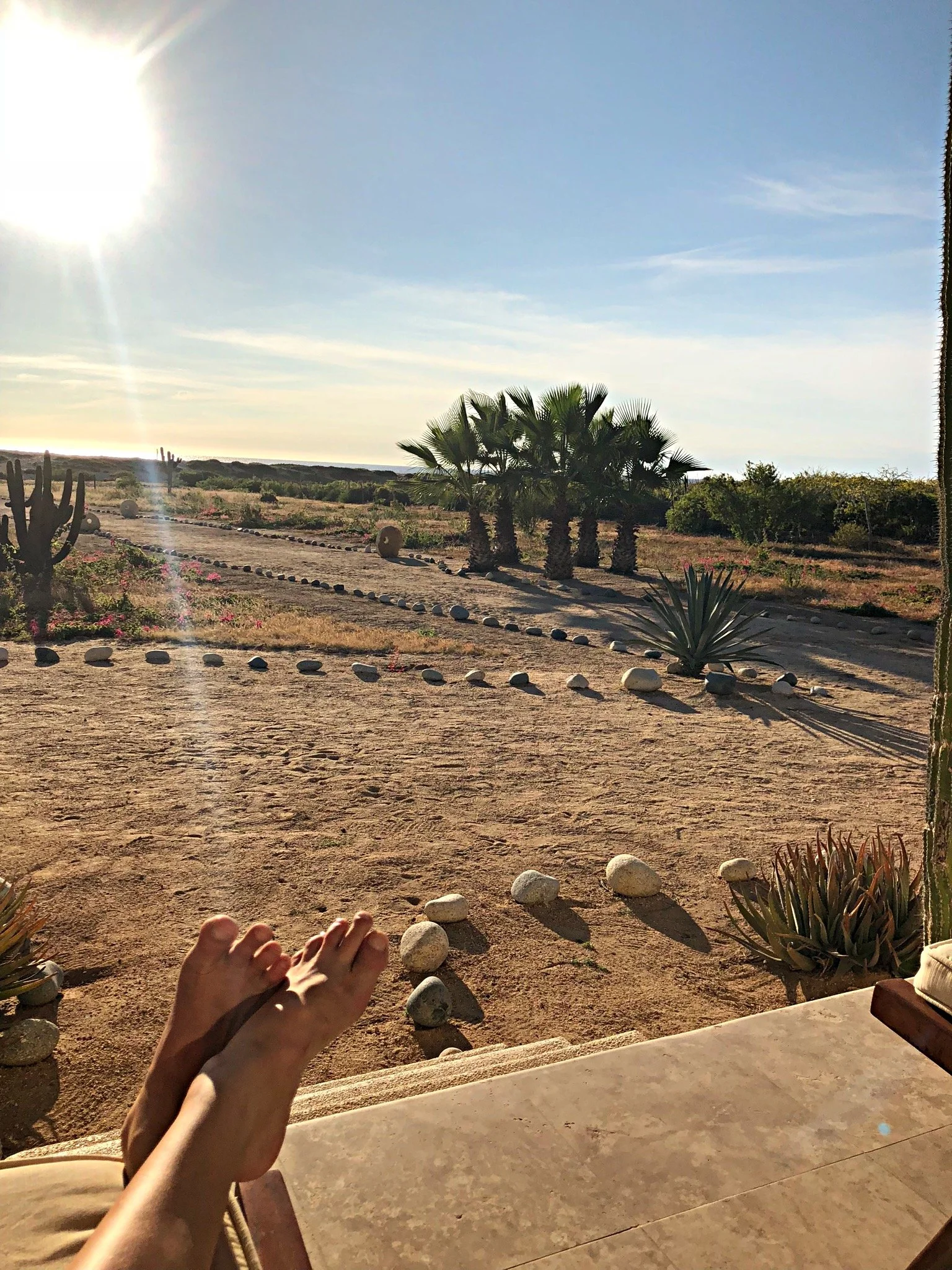 A desert landscape with a dirt road, several palm trees, various cacti, and rocks arranged along the ground, with the sun shining brightly in the sky on a yoga retreat with Studio One Yoga