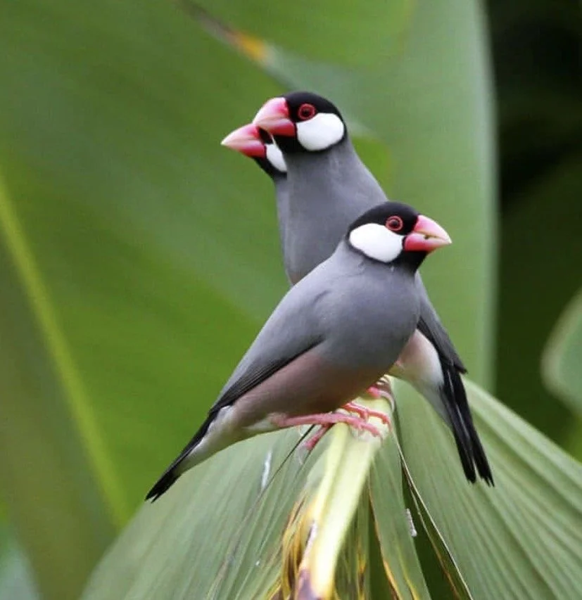 Java Sparrows