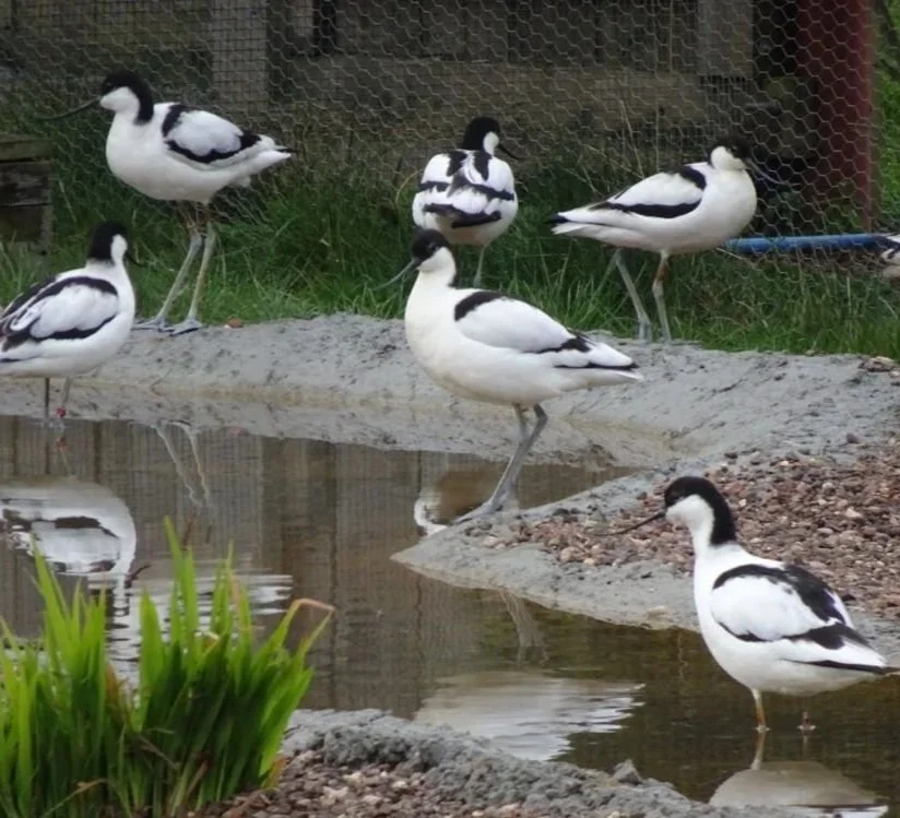 avocet6.jpg