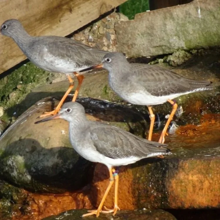 redshank.jpg