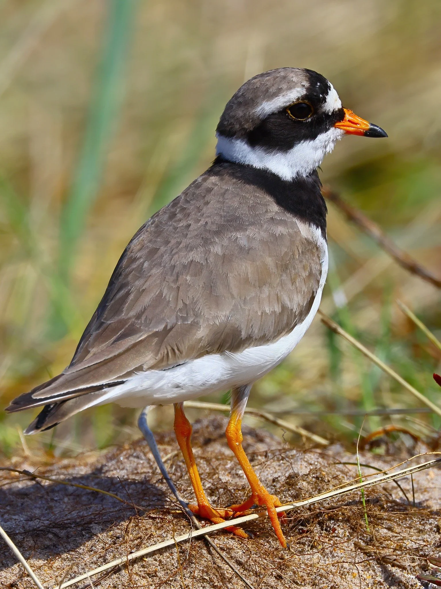 Ringed Plover