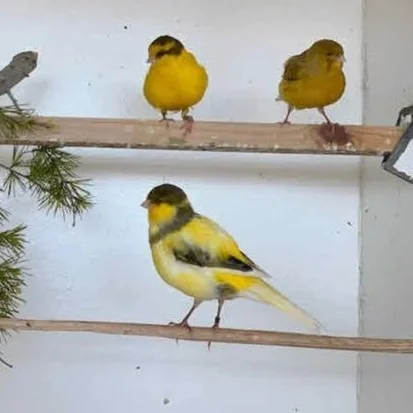 Exhibition Border Canaries