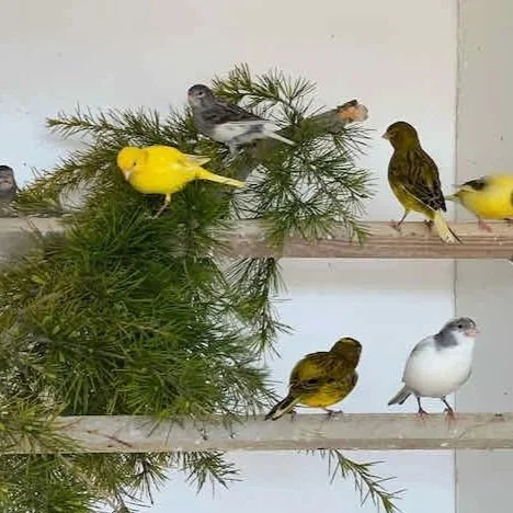 Exhibition Fife Canaries