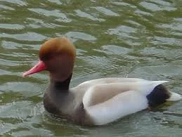 Blonde Red Crested Pochard