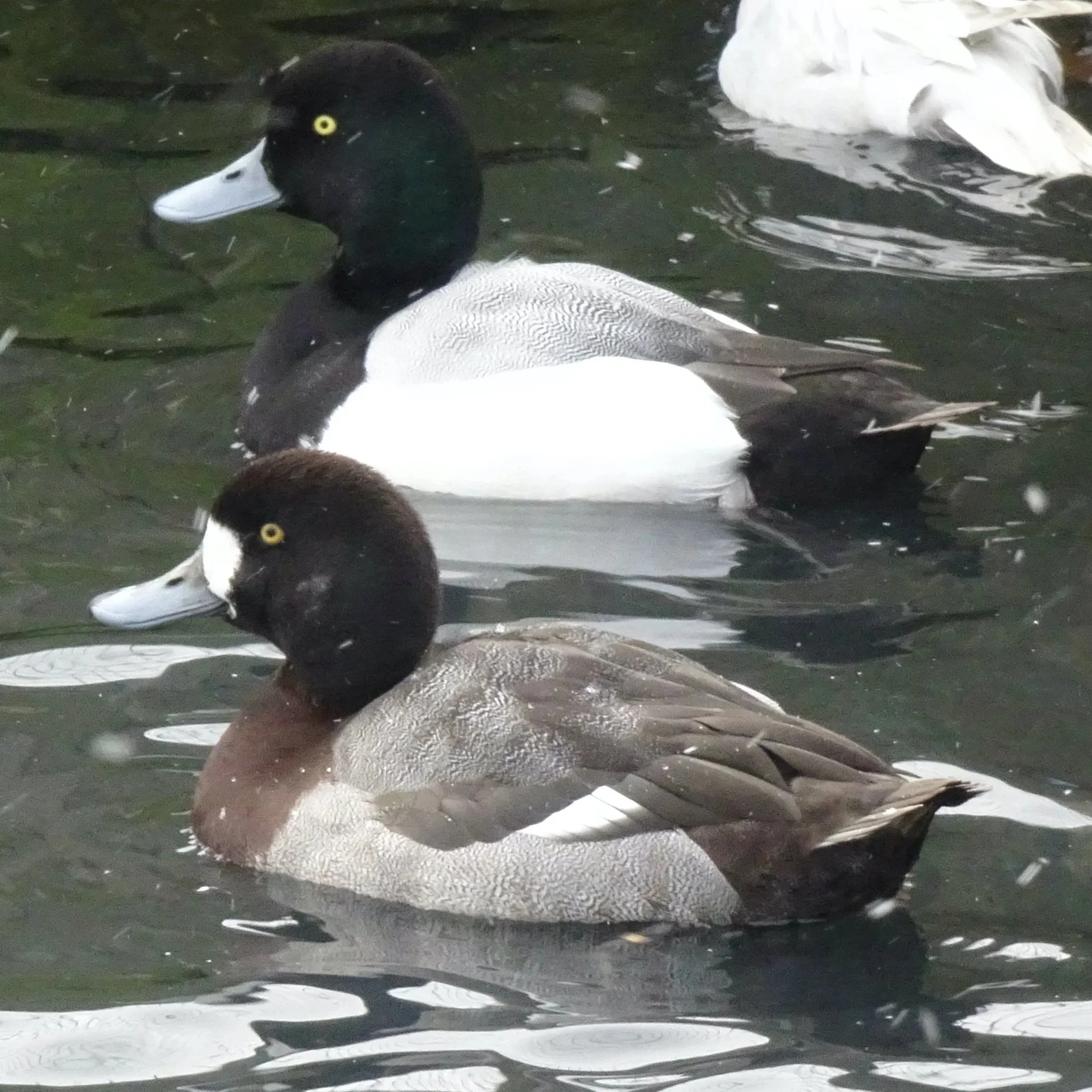 greaterscaup.jpg