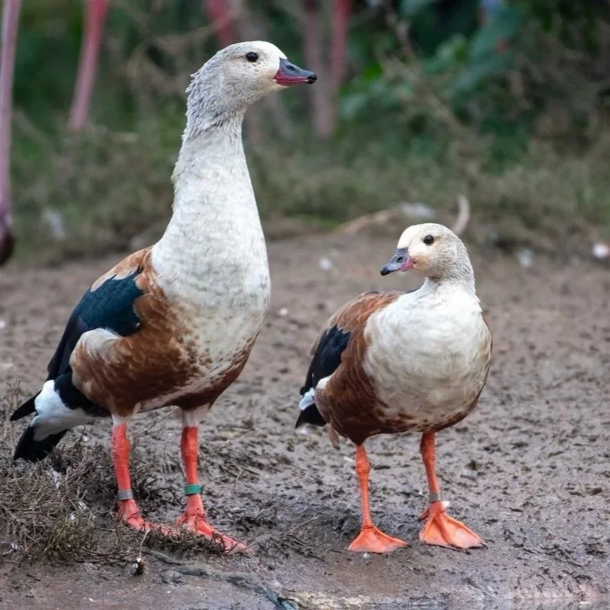 Orinoco Geese