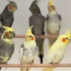 Cockatiels