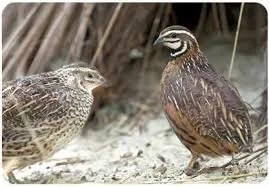 Harlequin Quail