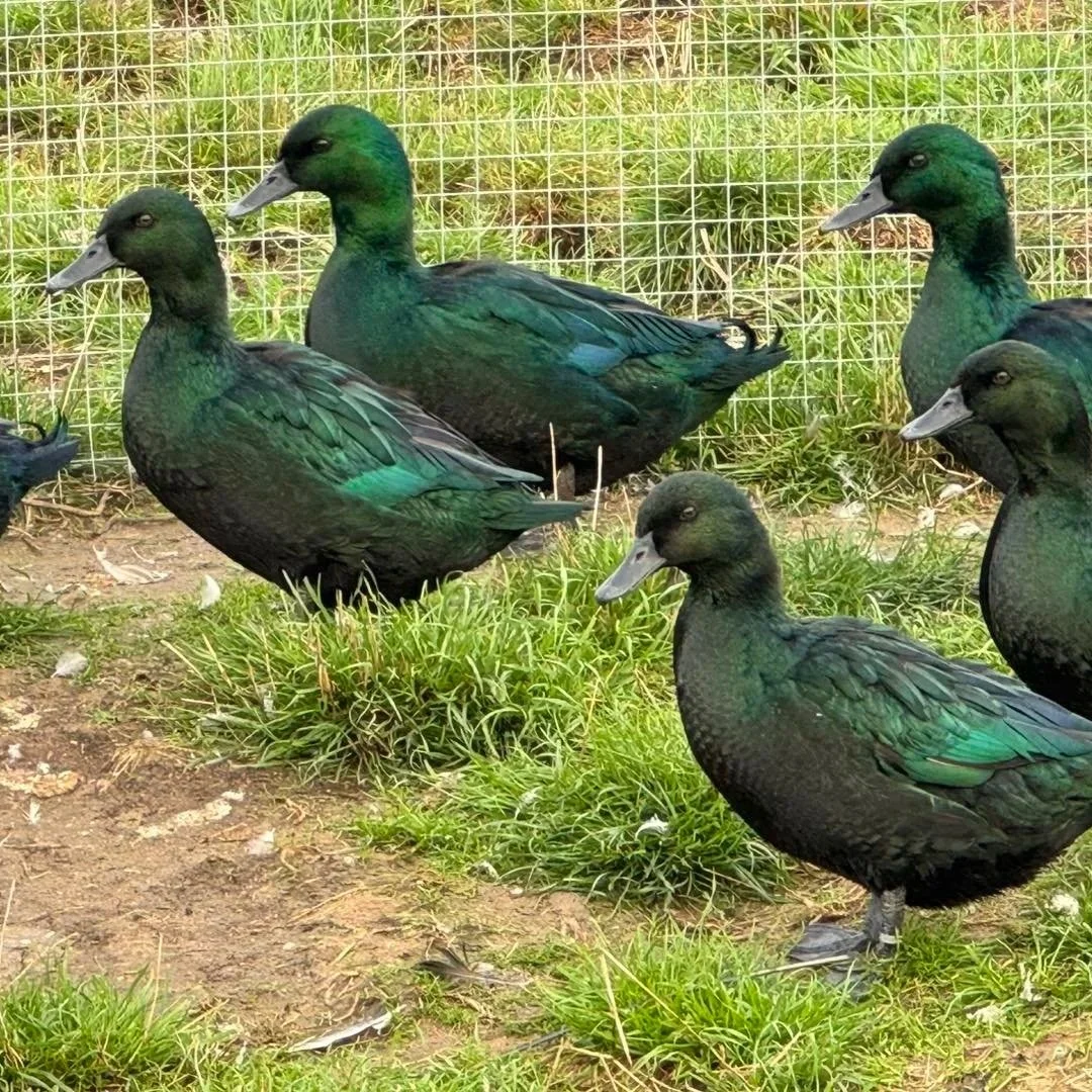 Black East Indian Ducks