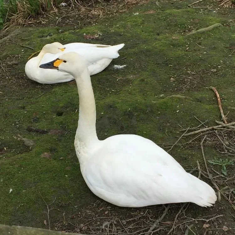 Bewick Swan