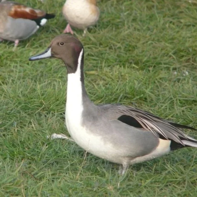 Northern Pintail