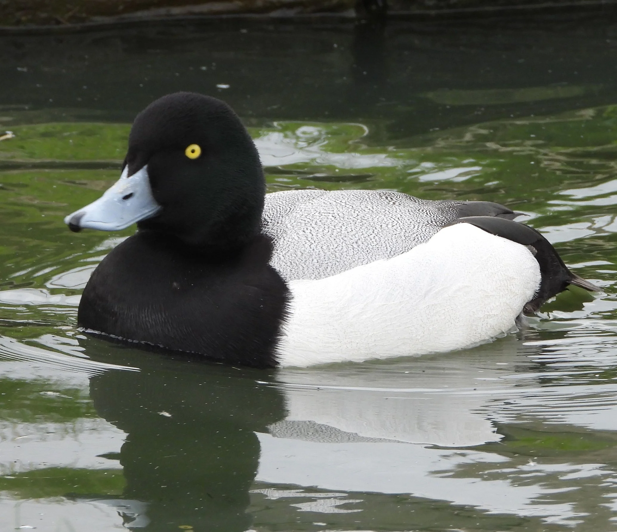 Greater Scaup