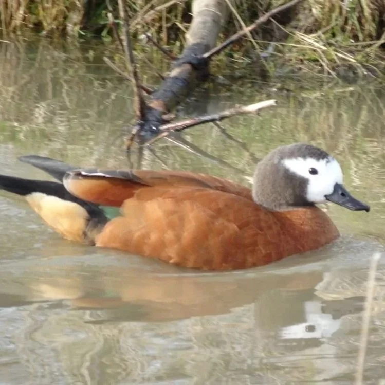 Cape Shelduck