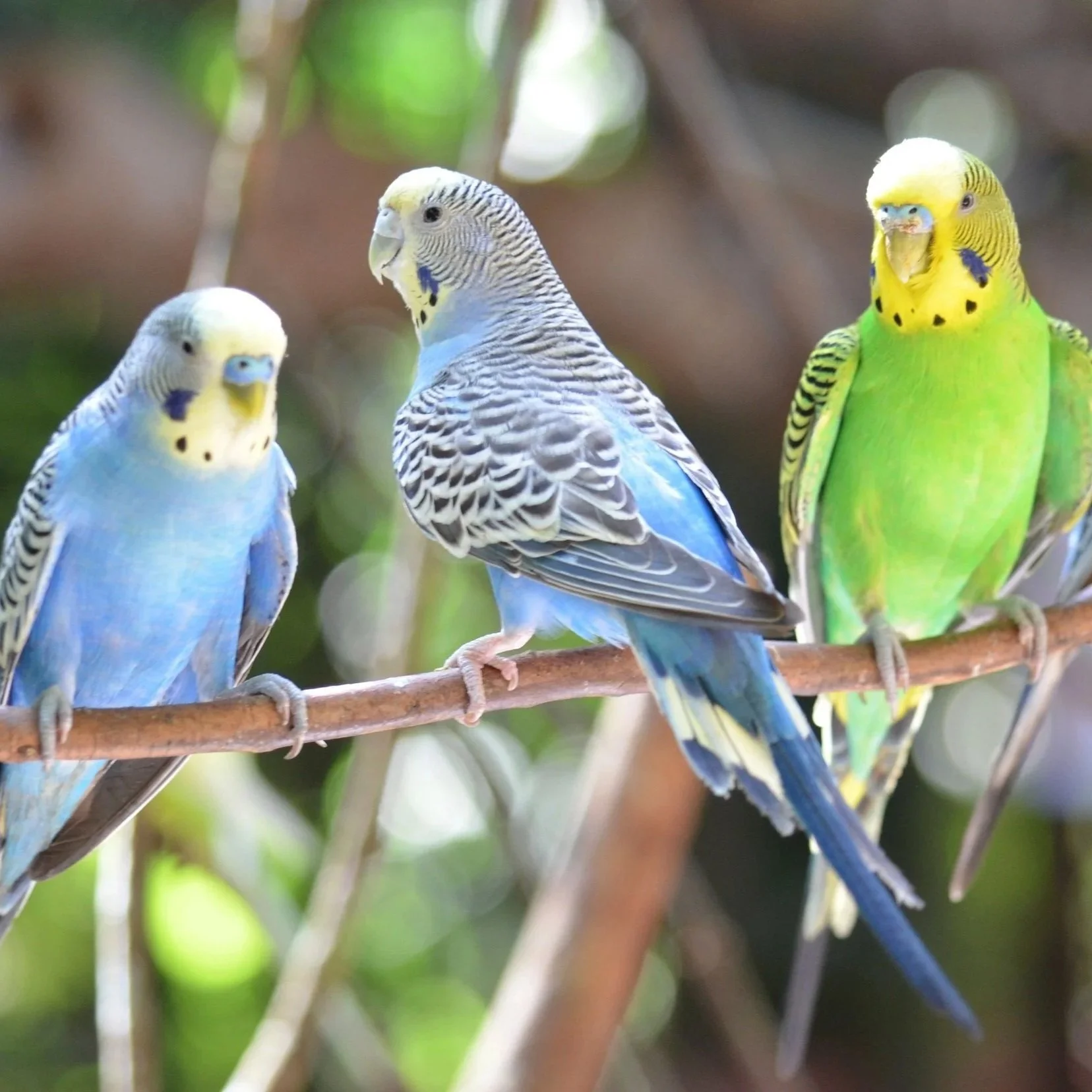 Budgies