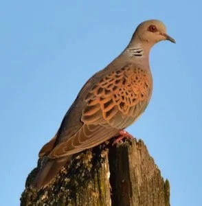 European Turtle Doves